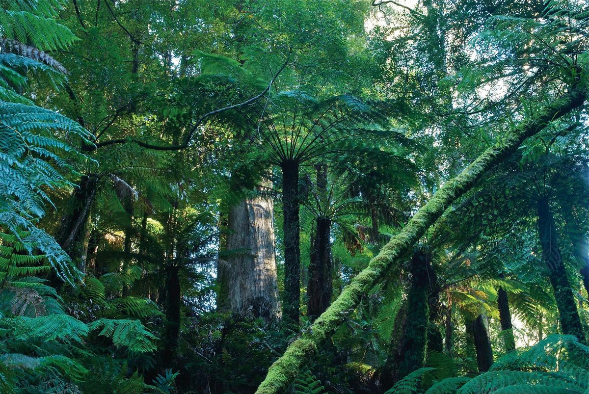 Tarra Bulga National Park
