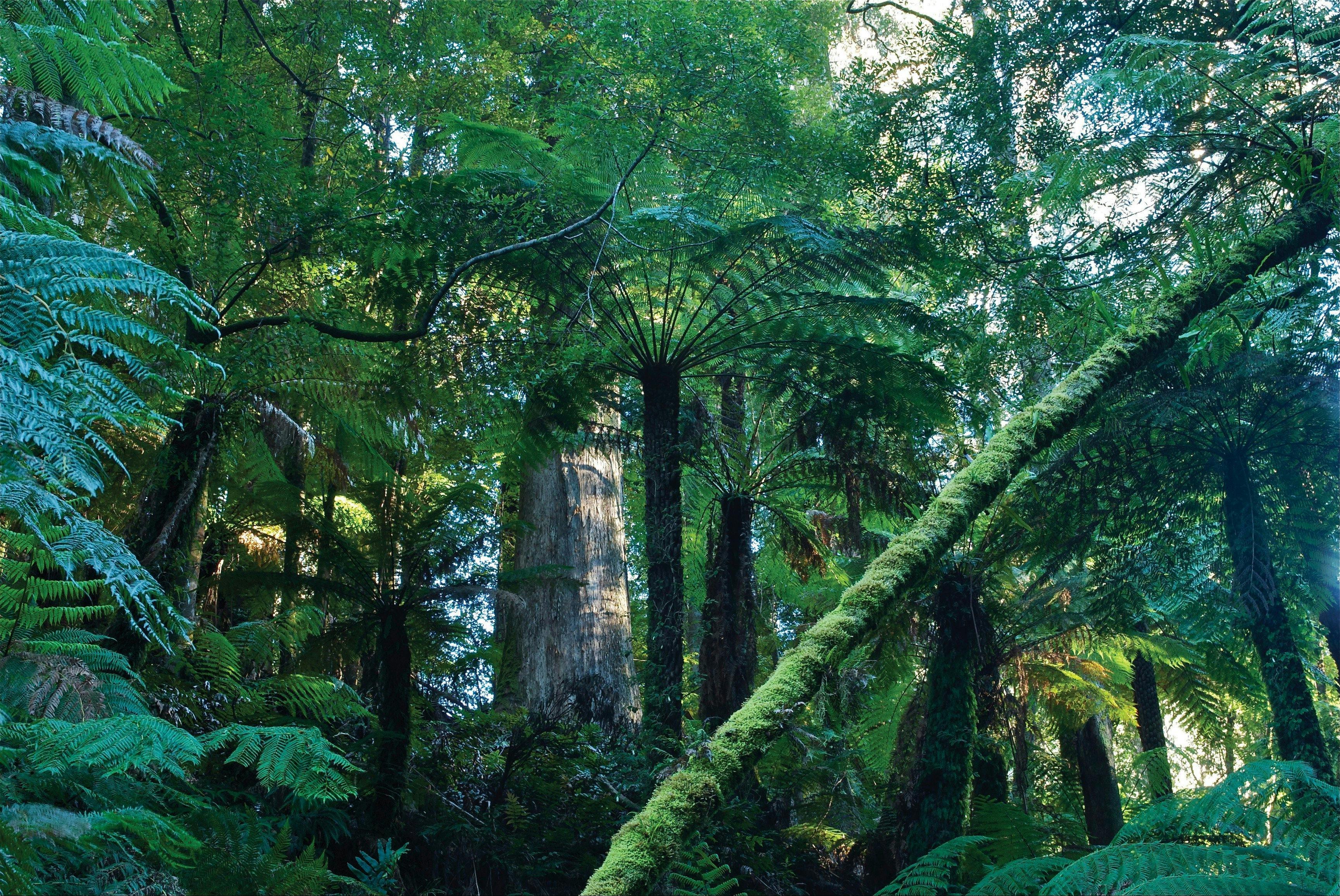 Tarra Bulga National Park
