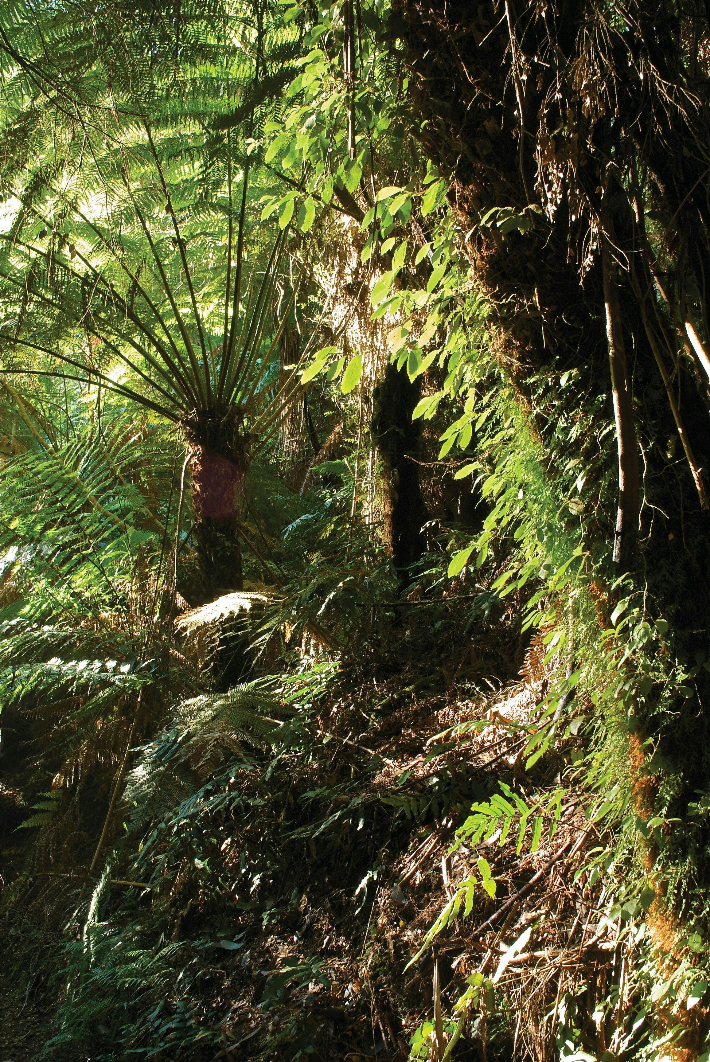 Tarra Bulga National Park