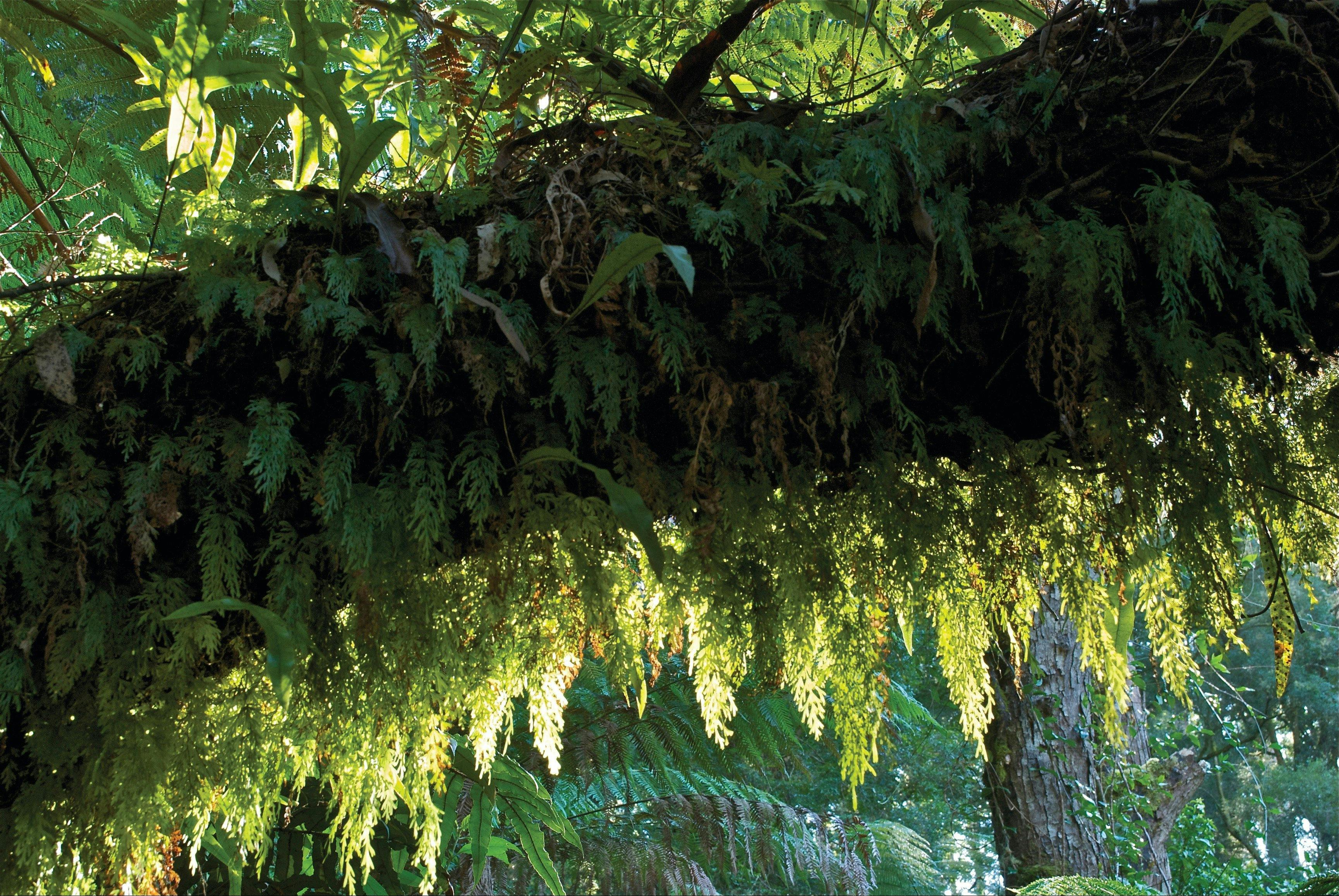 Tarra Bulga National Park