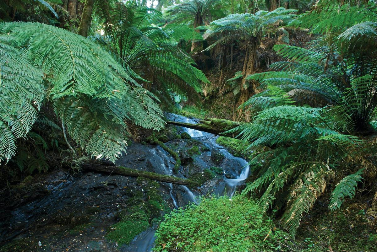 Tarra Bulga National Park