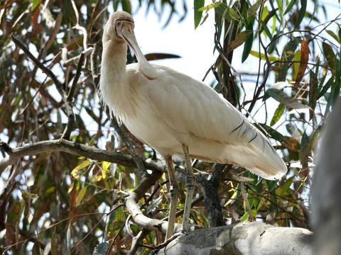 The Burrow at Wombat Bend Bed and Breakfast
