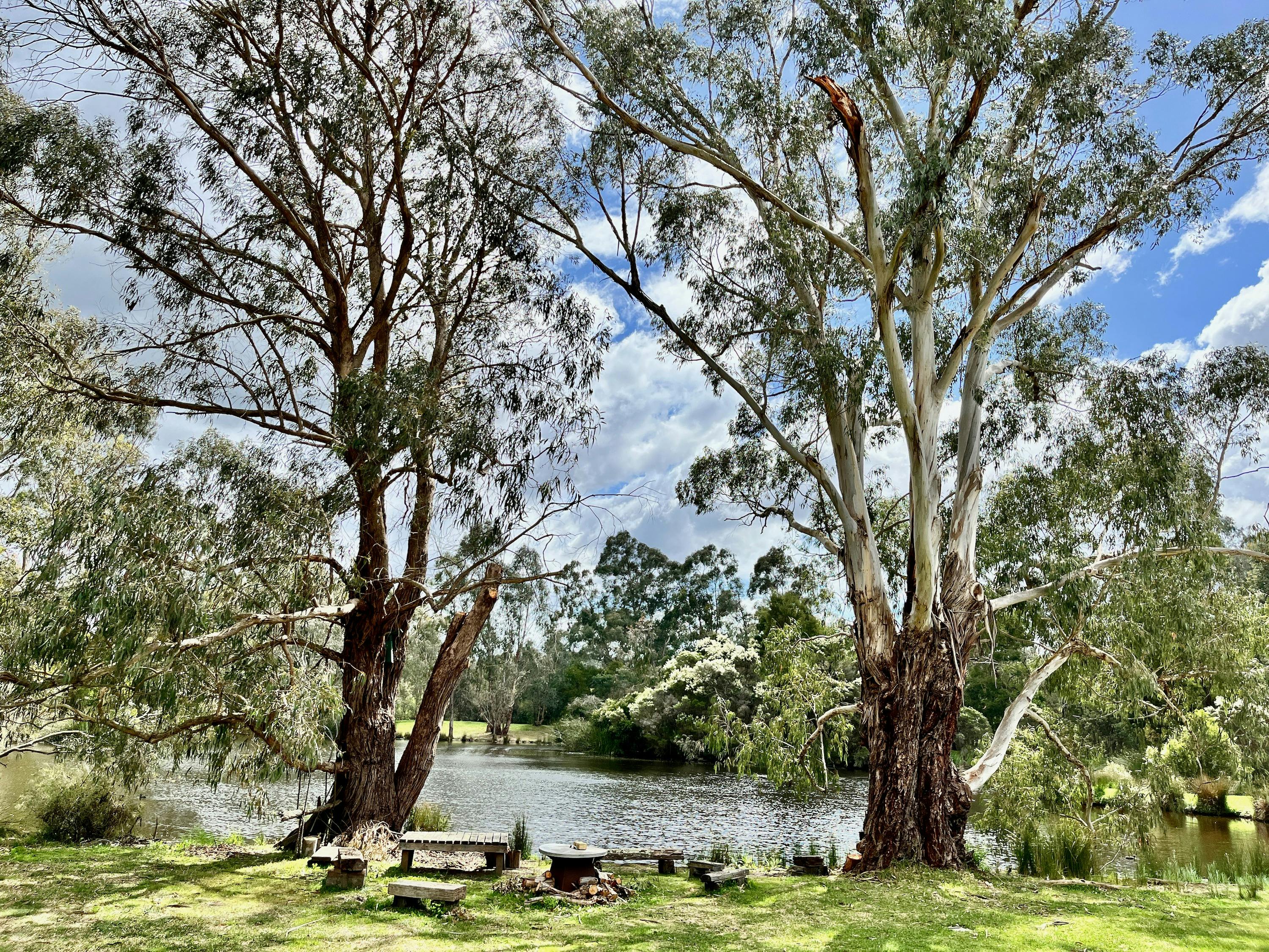 Magnificent trees and billabong at The Burrow at Wombat Bend