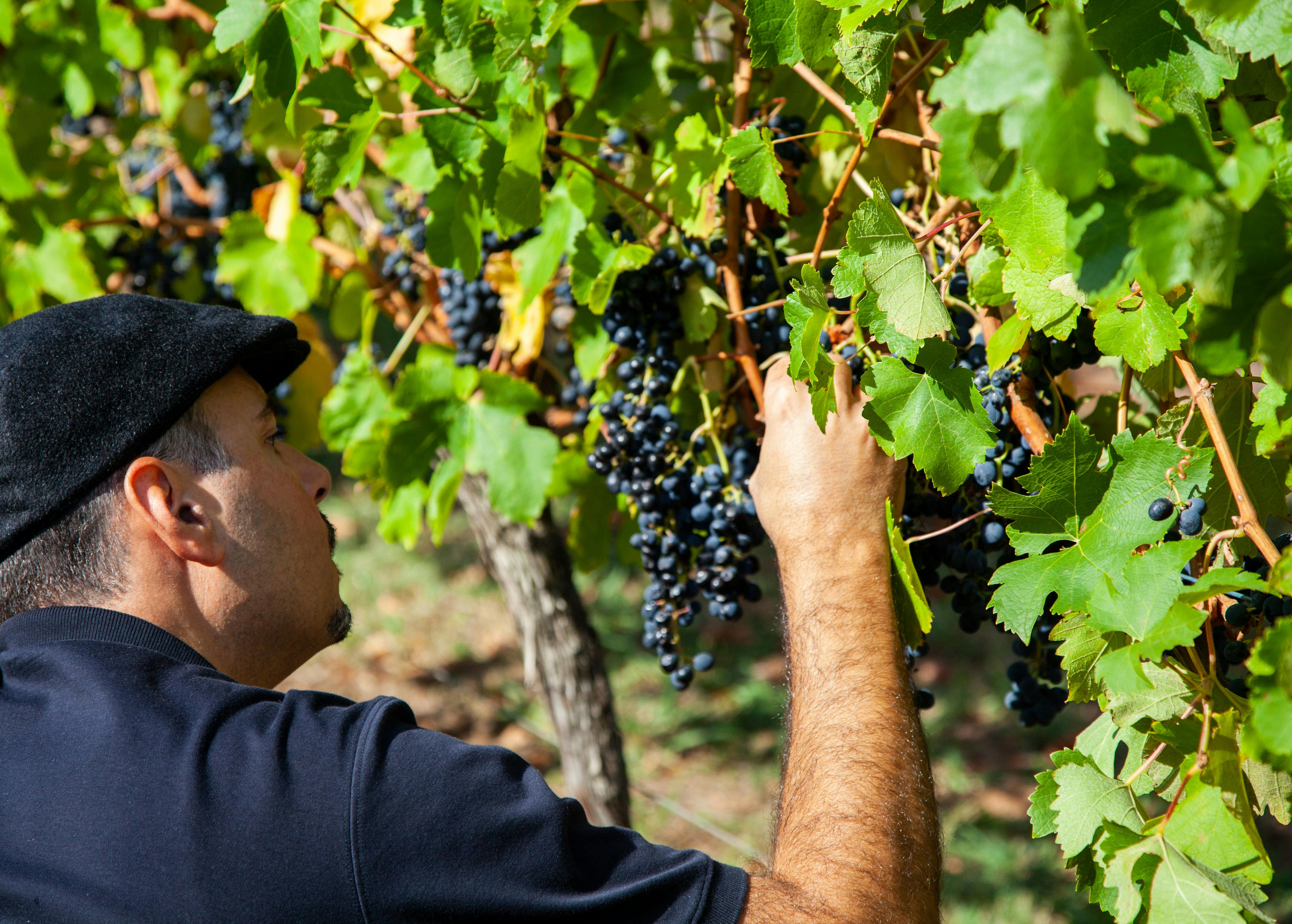 Sir Paz Estate, Yarra Valley
