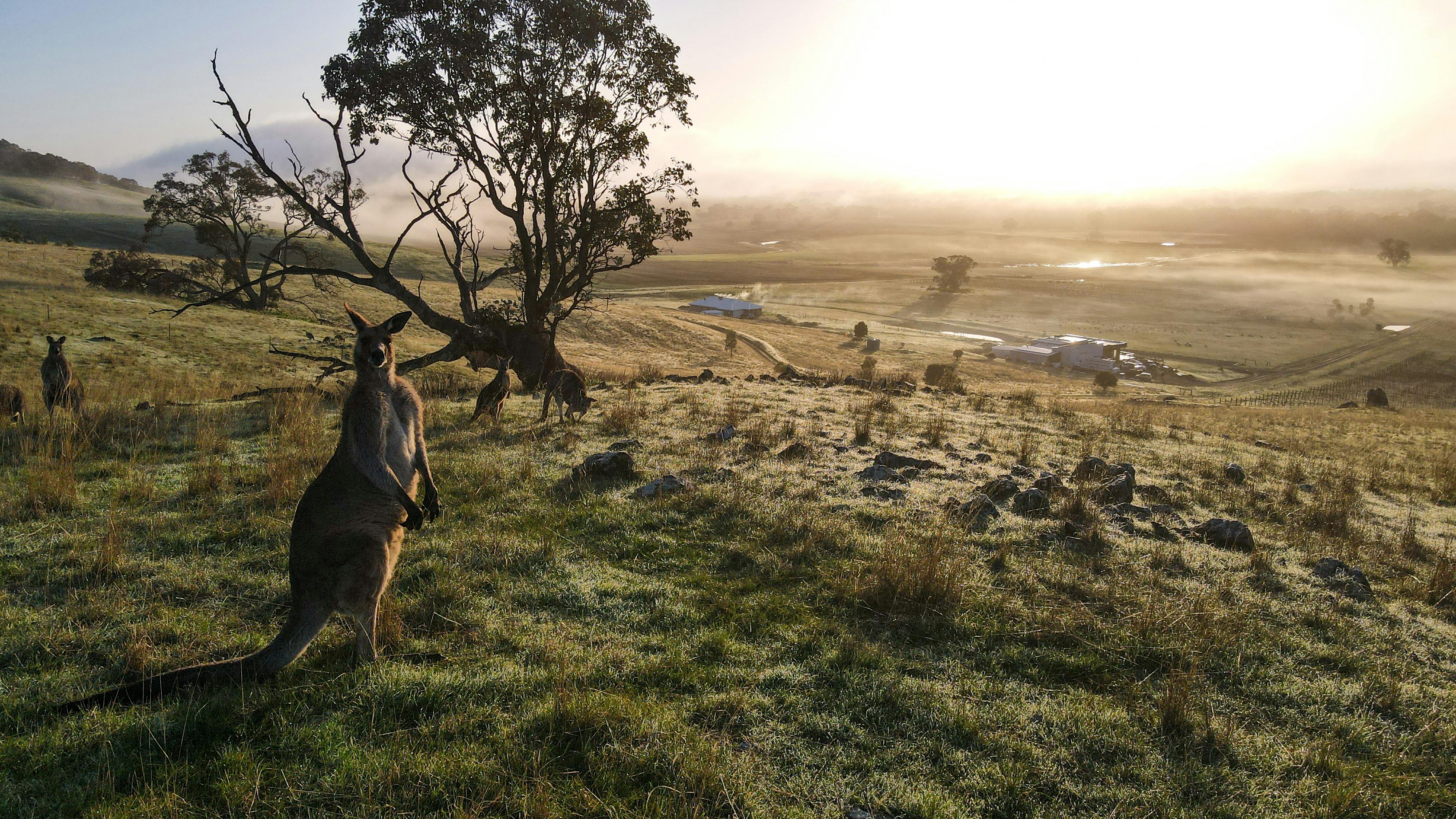 Kangaroo overlooking our cellar door