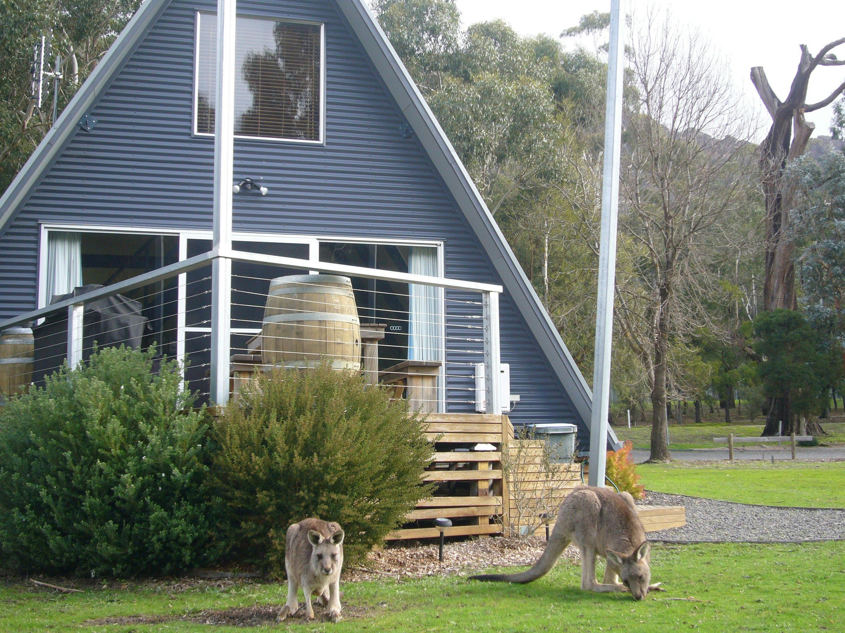 Some of the local wildlife that visit The A-Frame each day