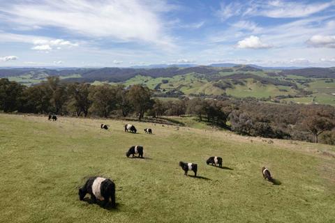Mt Bellevue - King Valley Accommodation