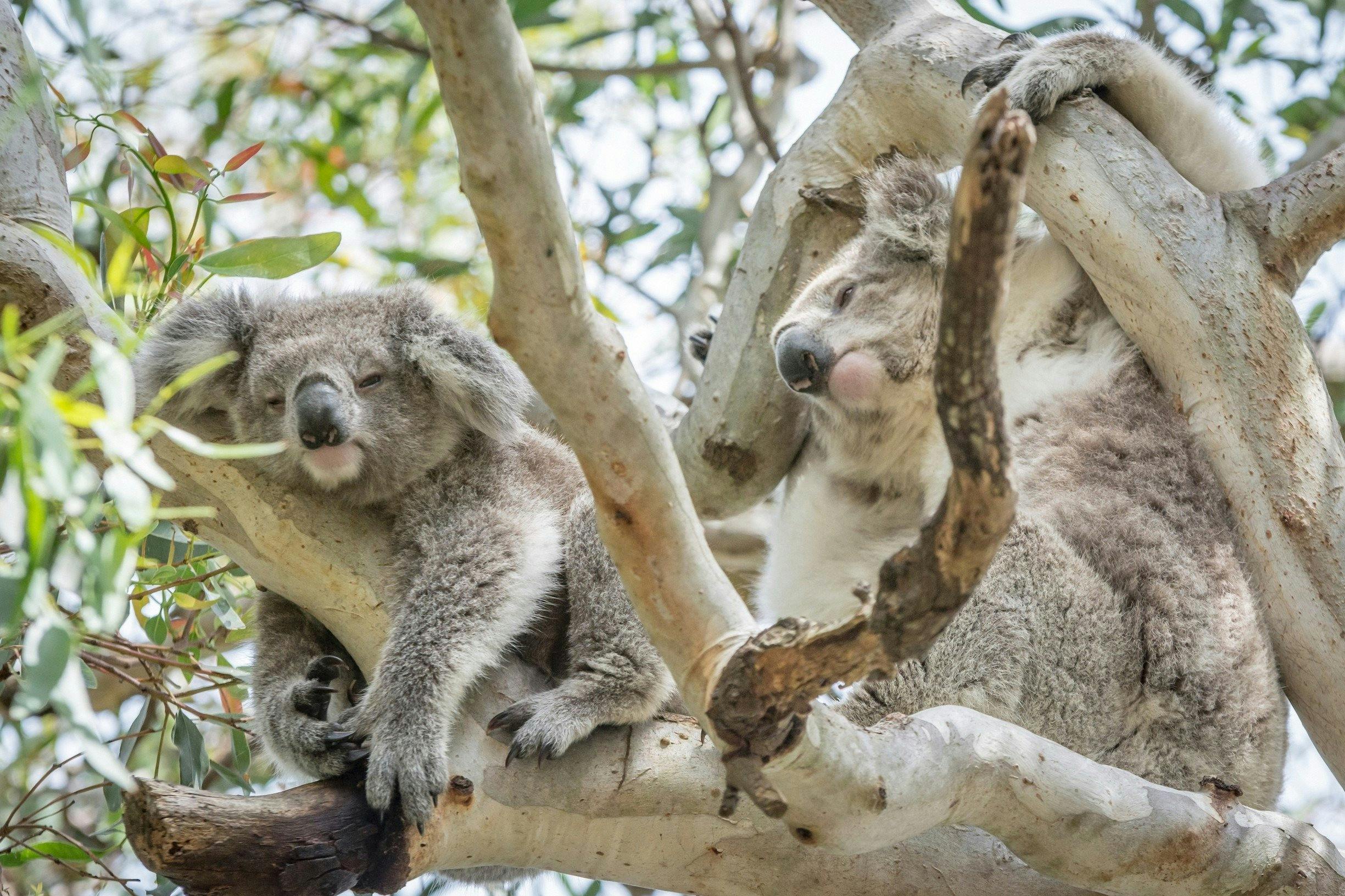 Snoozing koalas