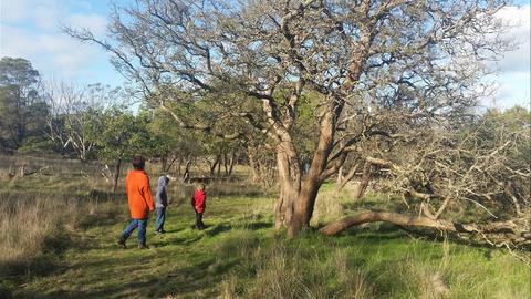 The Hamilton Bandicoot Wildlife Walk