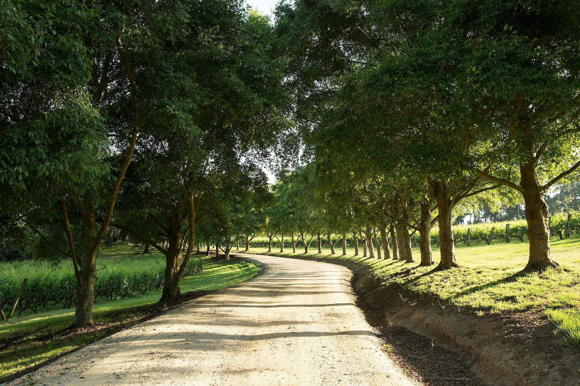 The Dining Room - Driveway