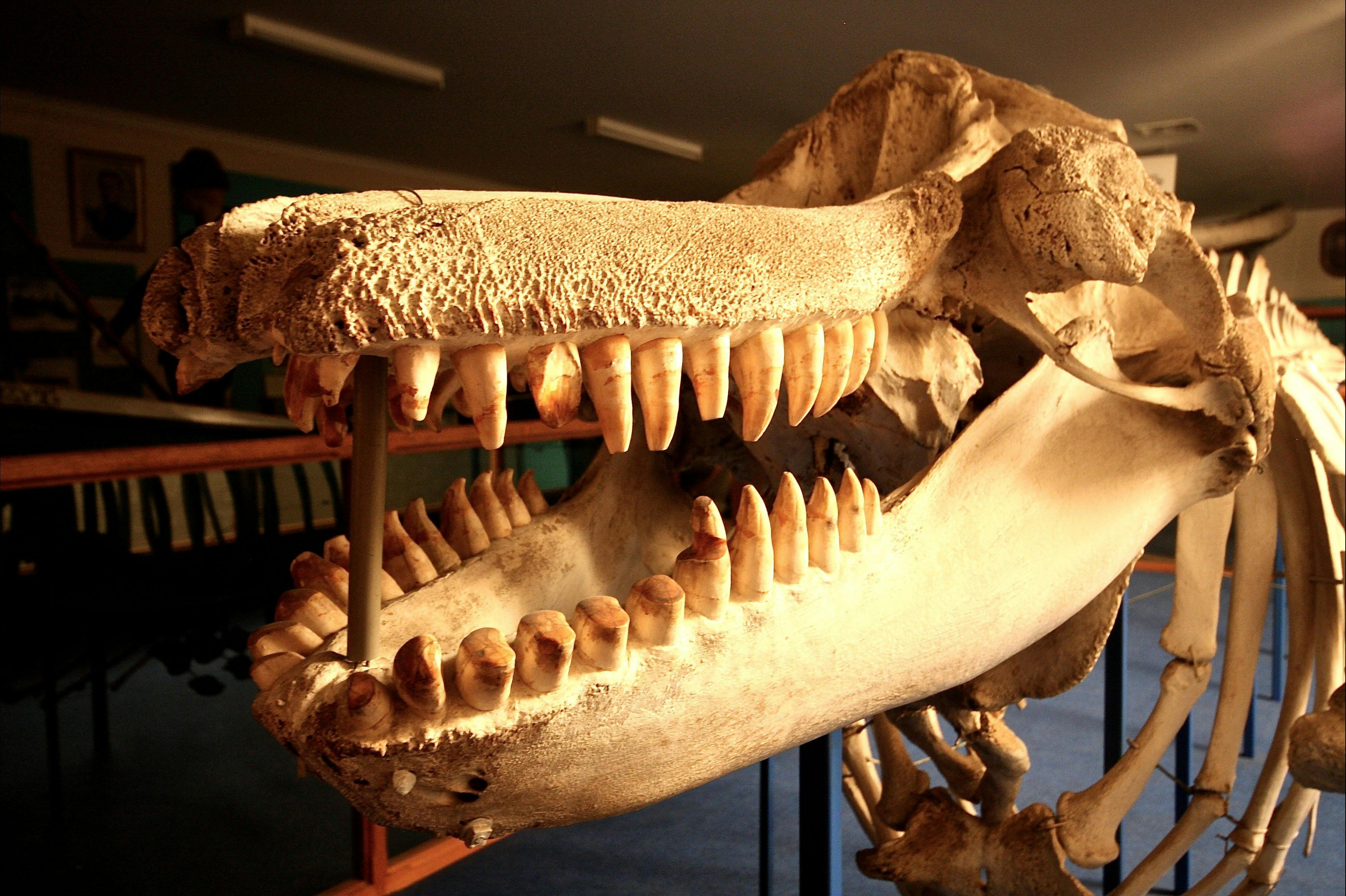 Killer Whale, skeleton, Eden Killer Wahel Museum, Sapphire Coast, SOuth Coast, New SOuth Wales, whal