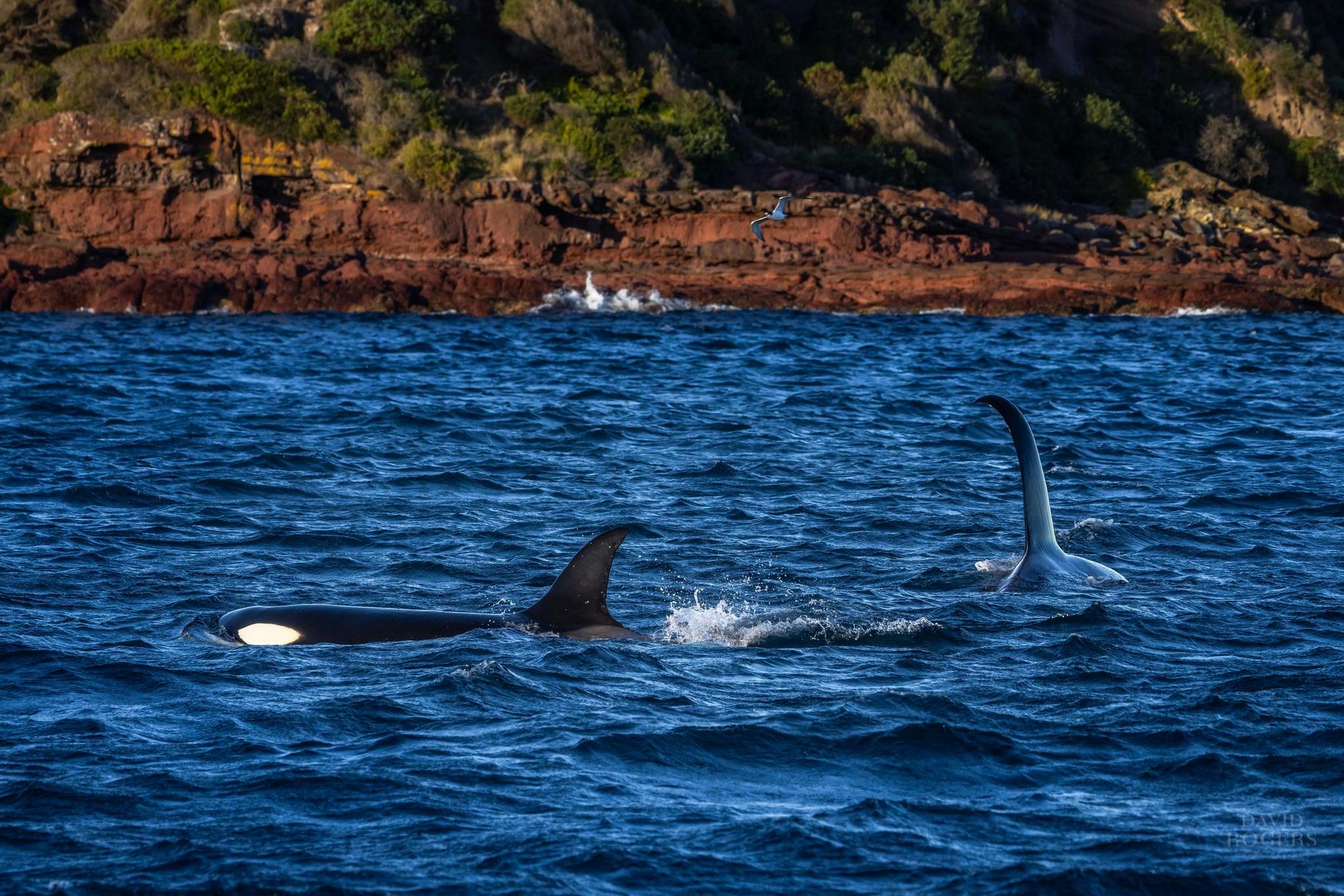 Killer whales (orcas) in Merimbula, 2023