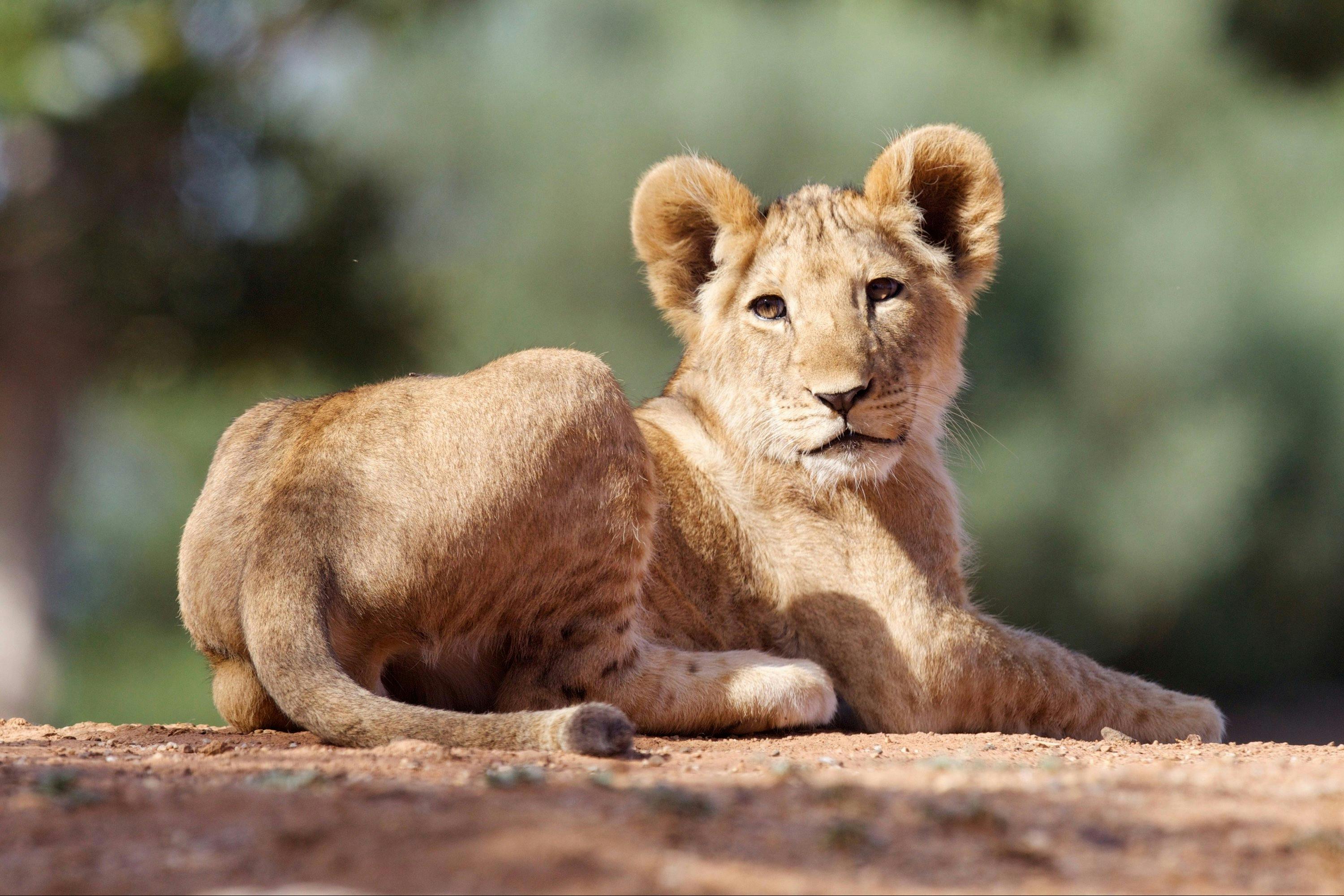 Lion Cub Werribee Zoo