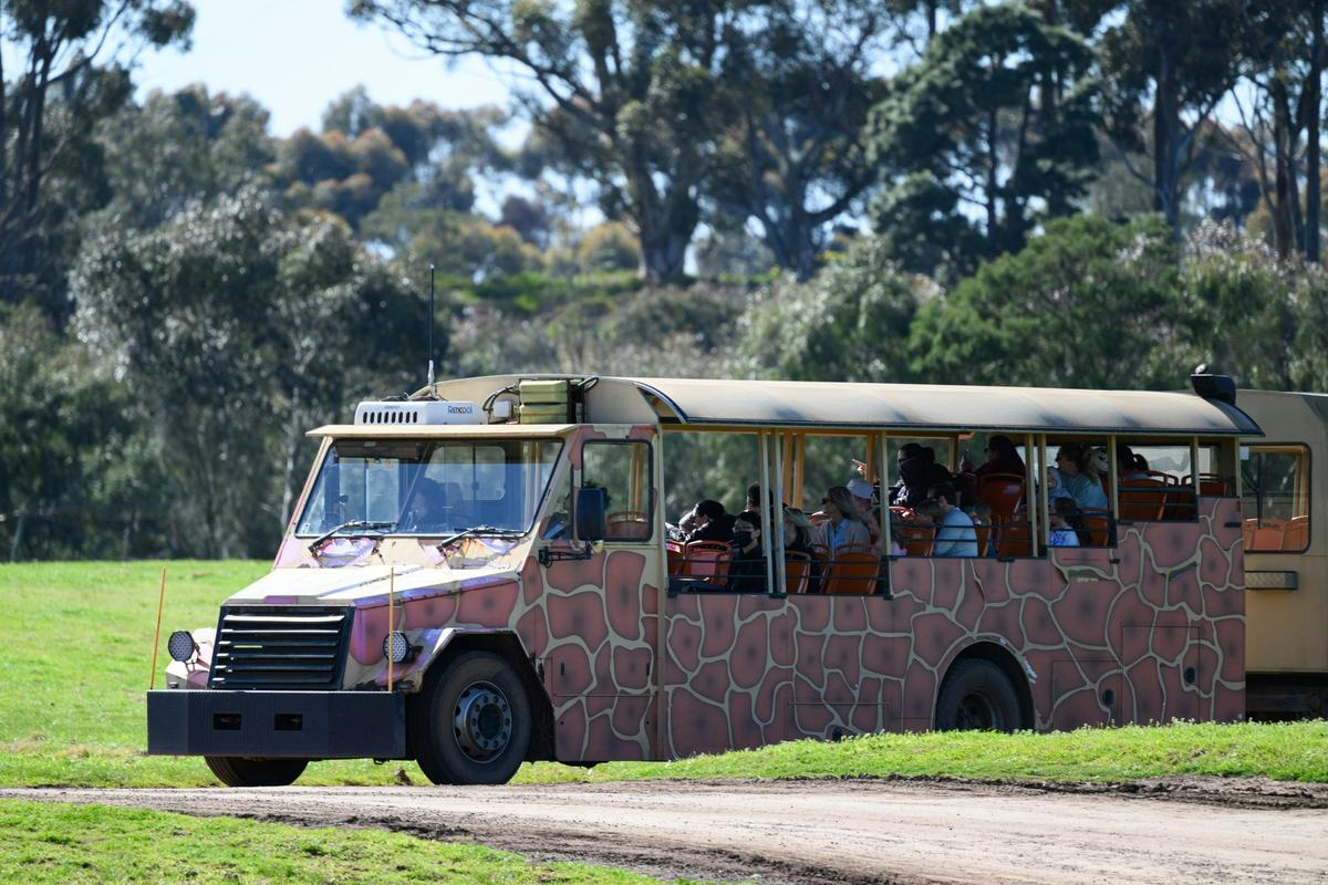 Safari Bus