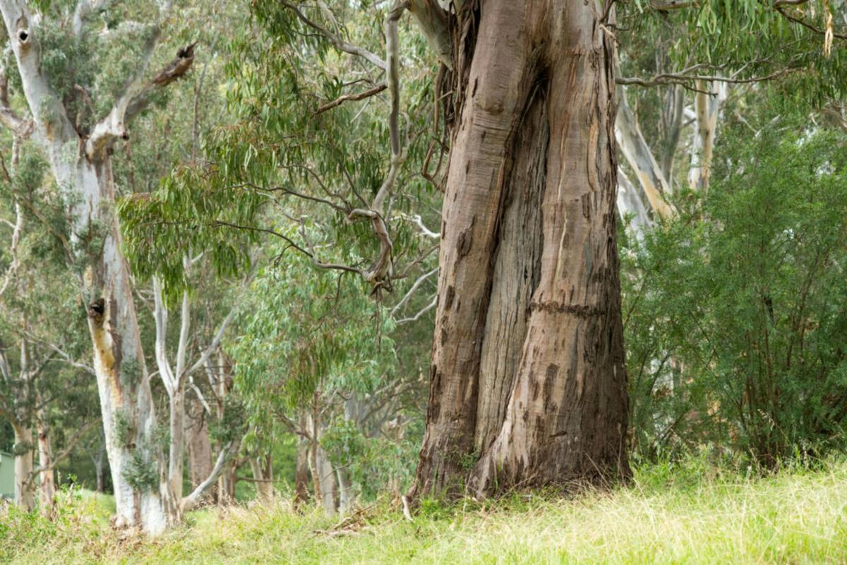 The Knob Reserve