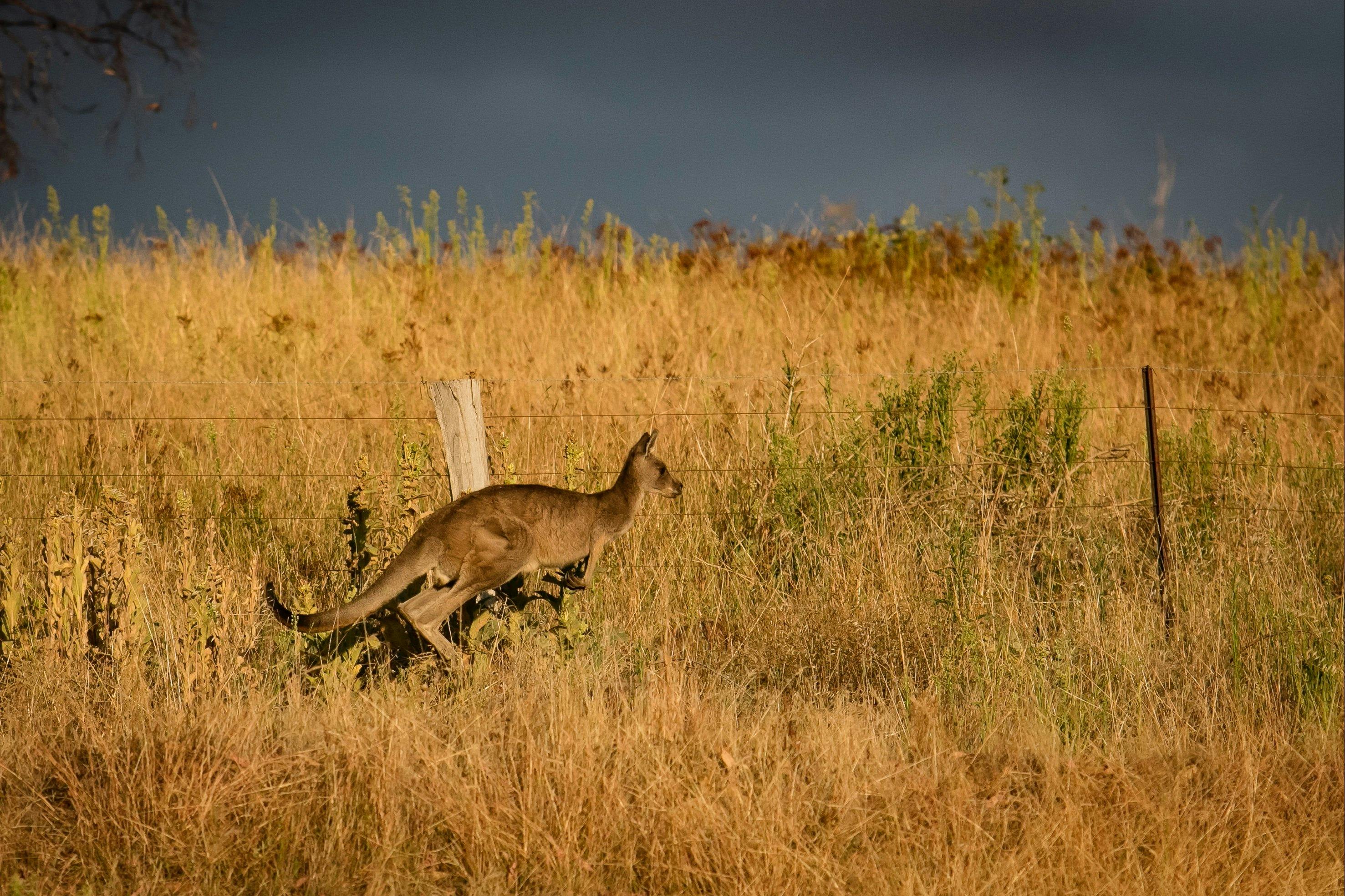 Local attractions; Kangaroo, The Lodge, Mt Bellevue King Valley