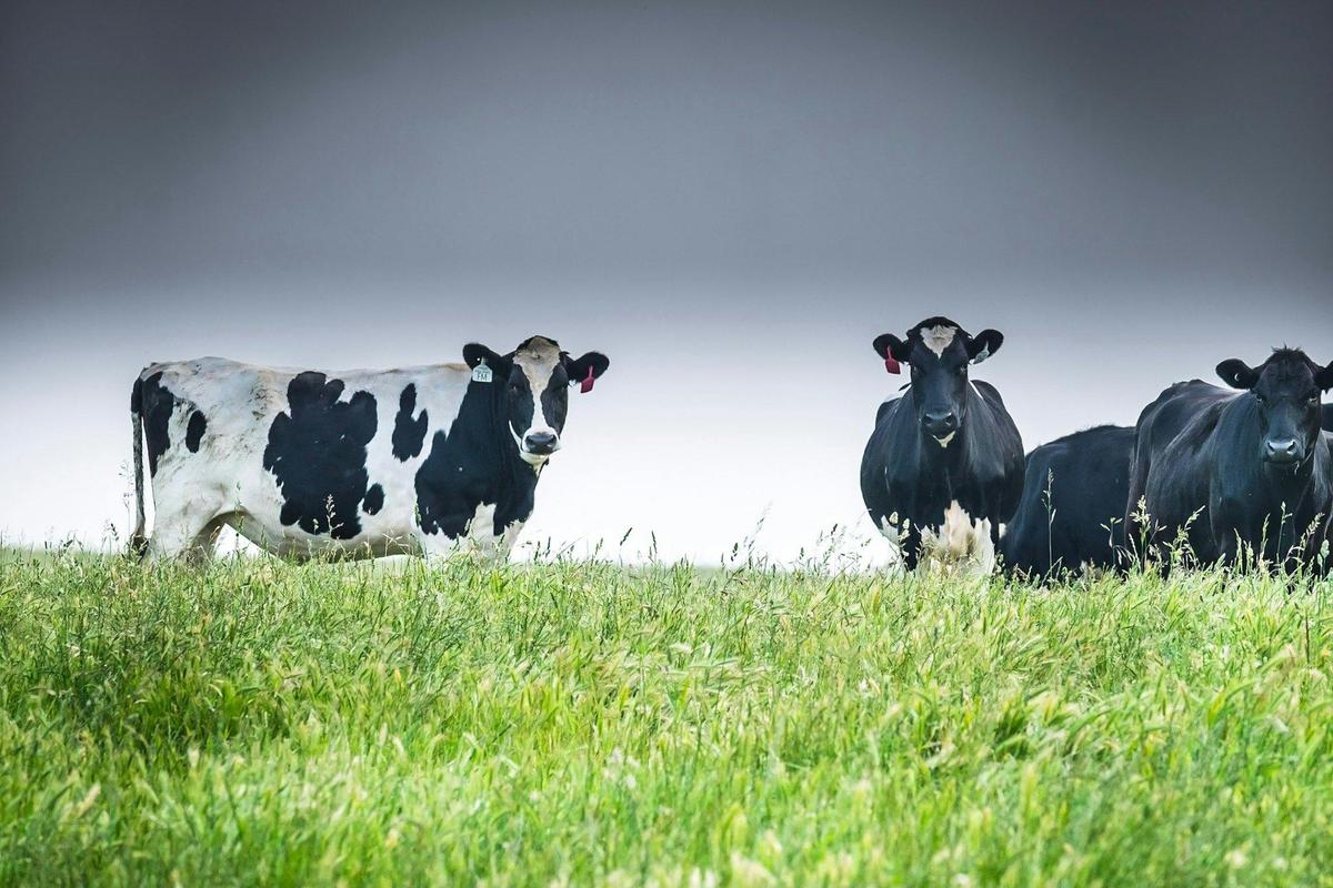 Pasture