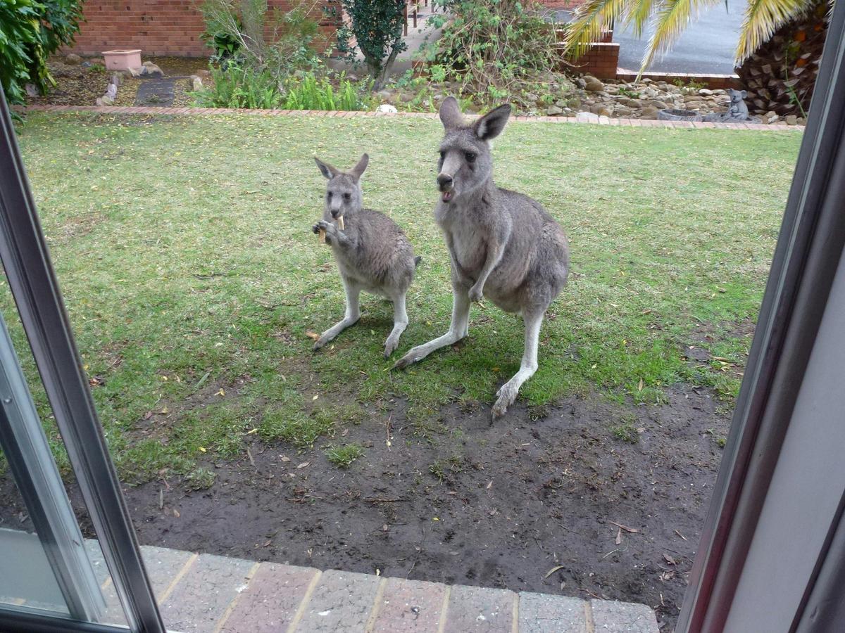Kangaroo Feeding
