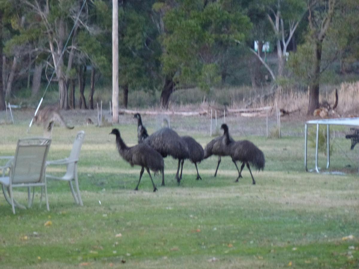 Abundant Wildlife