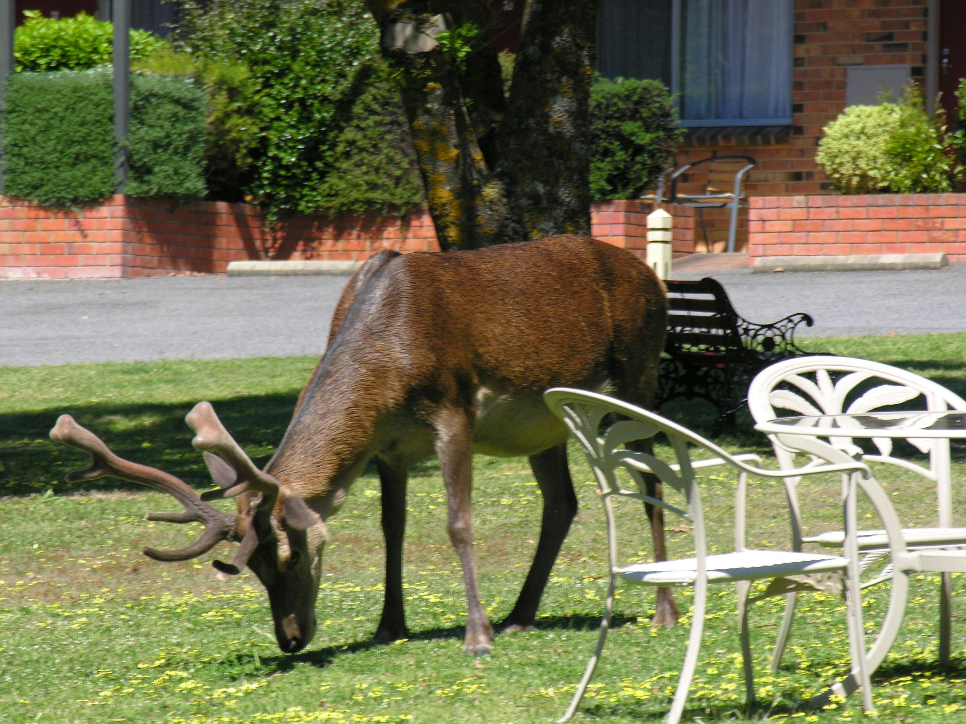 Wildlife at the motel