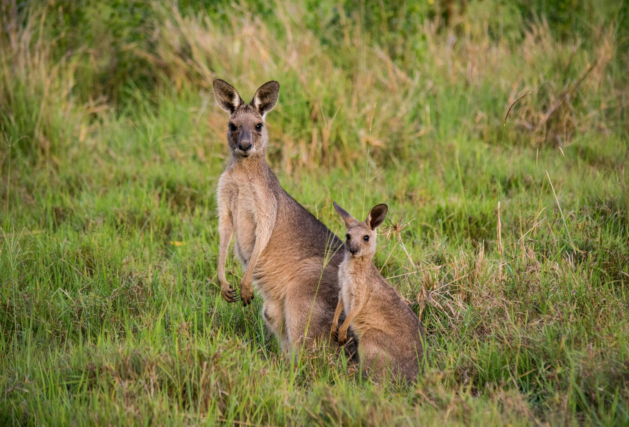Surrounded by Australian wildlife: Kangaroos, koalas, wedge tail eagles & echidnas to name a few.