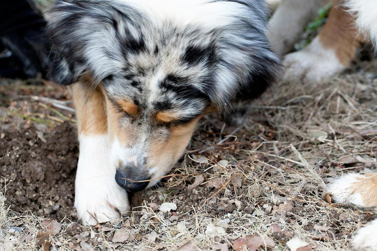 Unearthing the Truffle