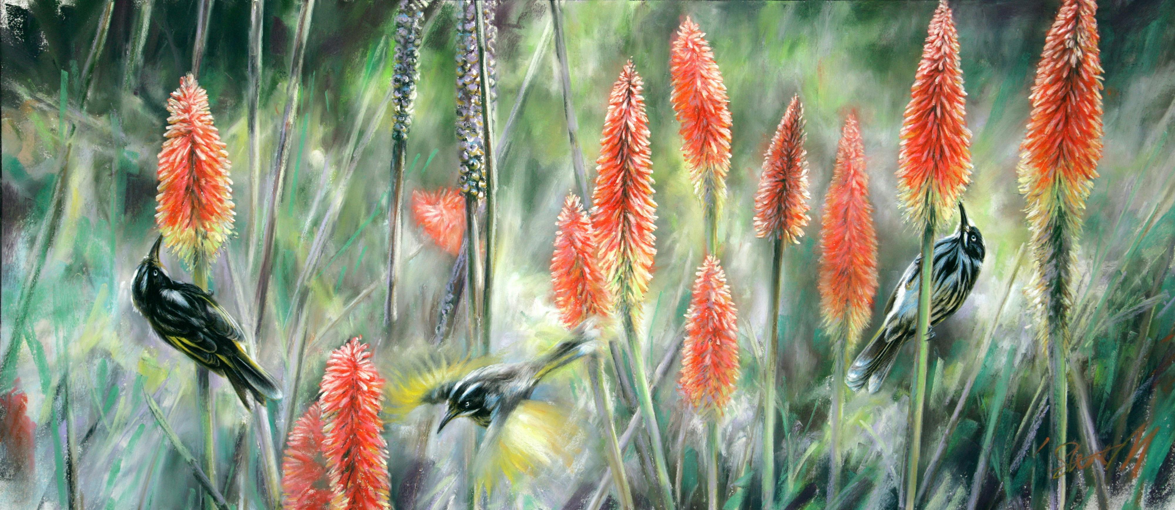 'Red hot feeding-new holland honeyeaters'