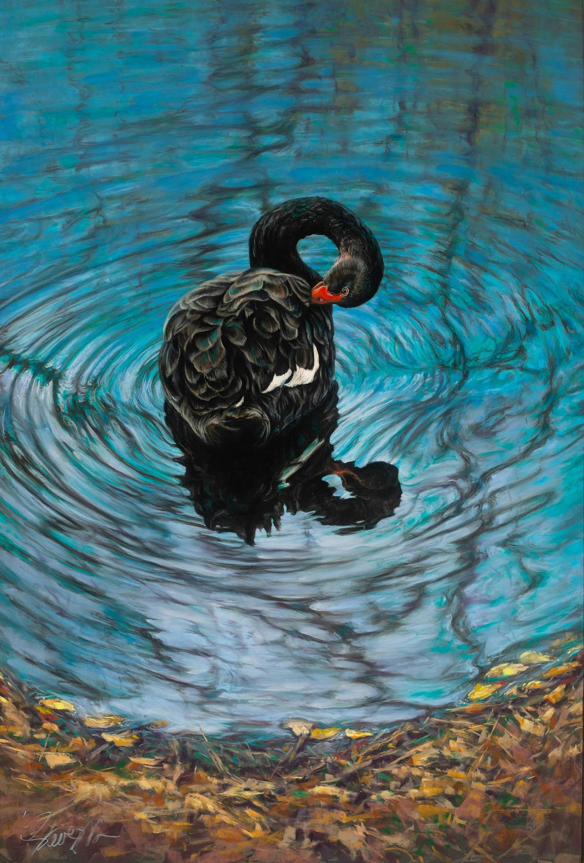 The Australian black swan is one of the most mysterious and beautiful birds in the world.