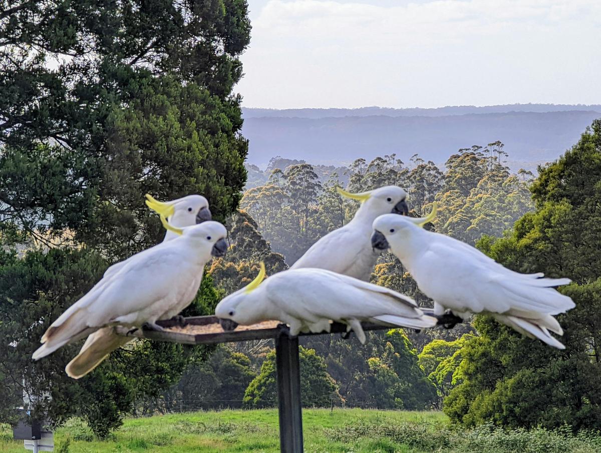 Locals