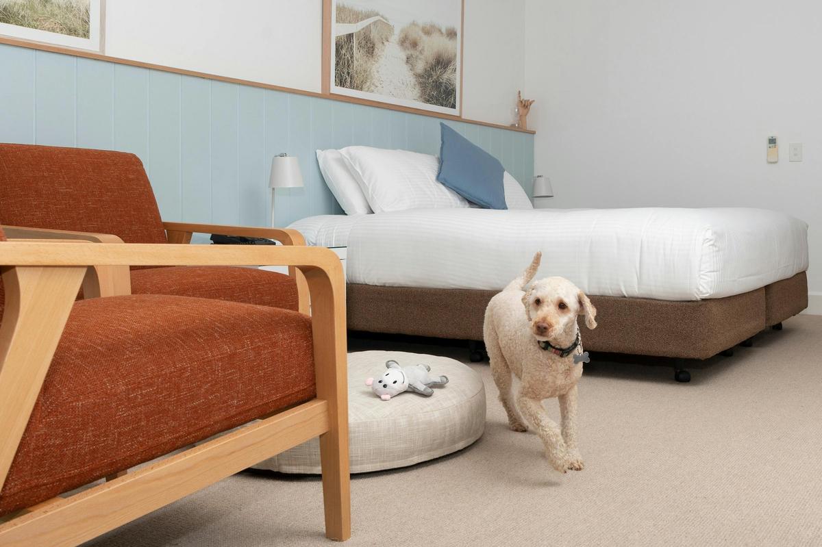 dog friendly hotel room