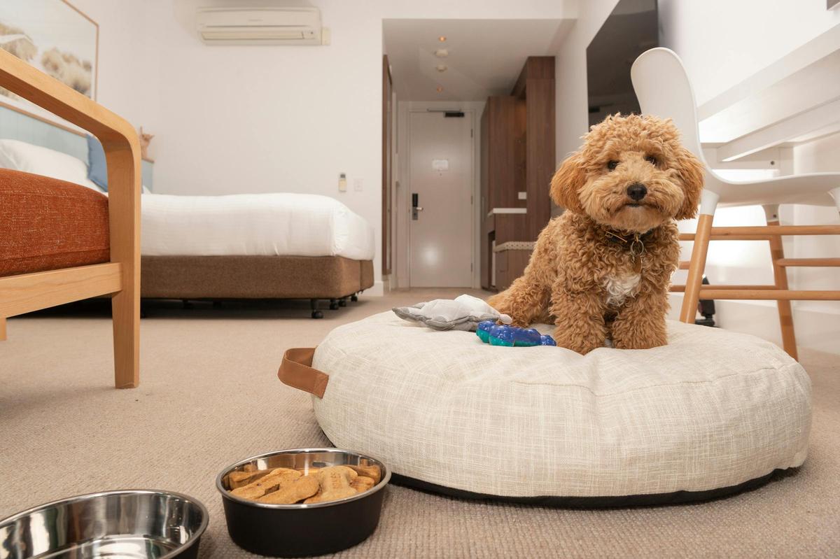 dog friendly king or twin