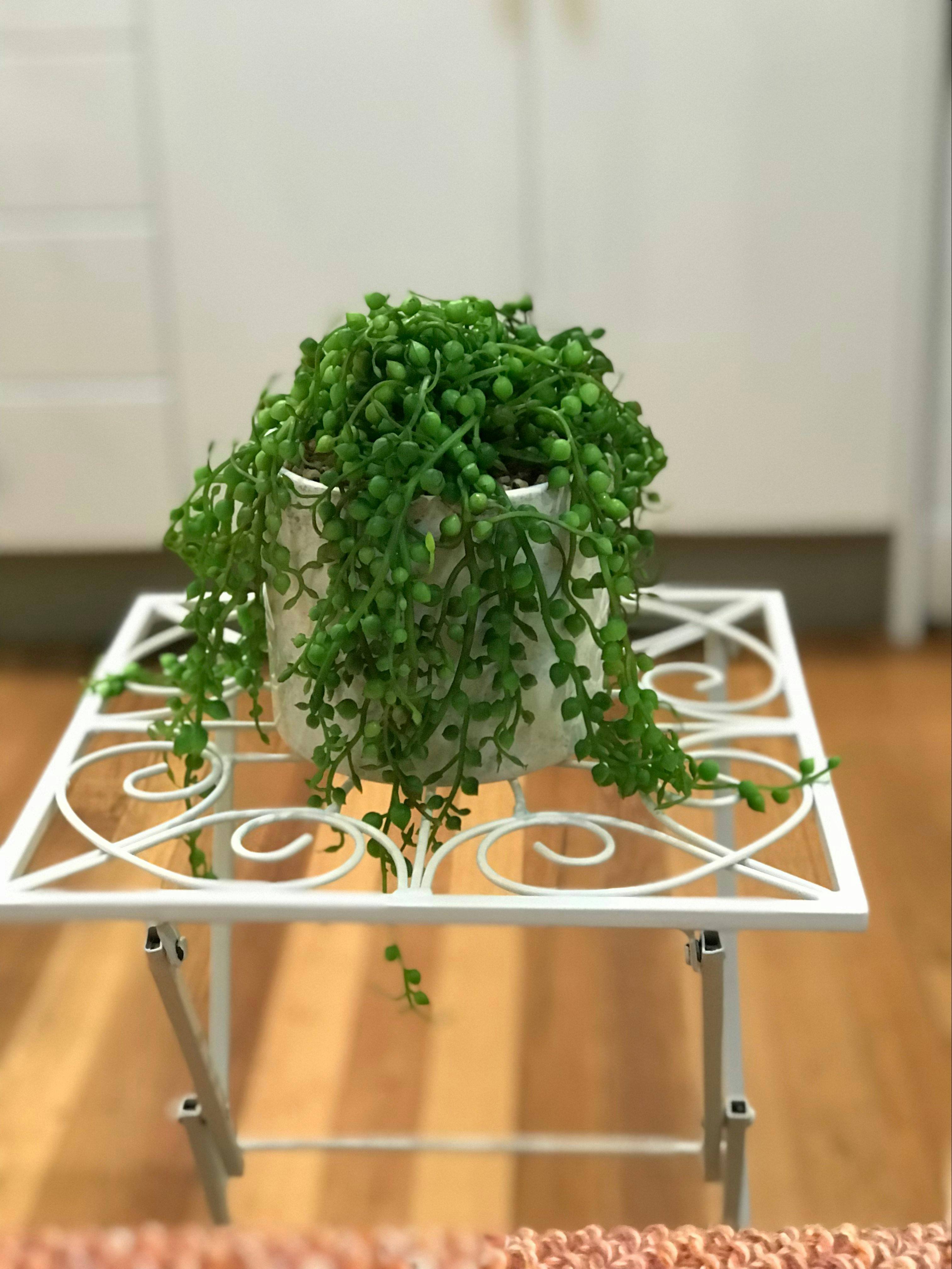Plant on table