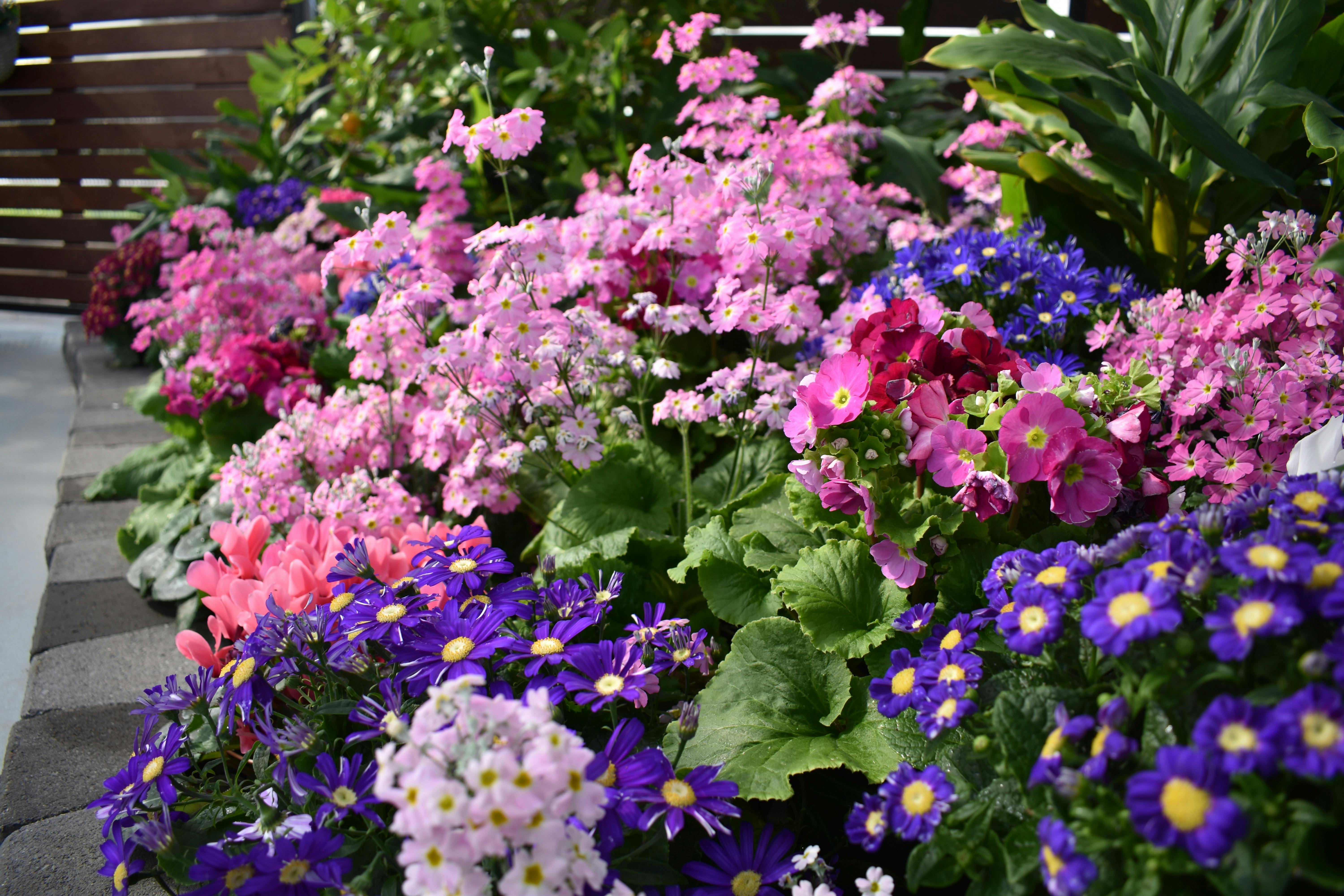 Up close photo of floral display inside Conservatory