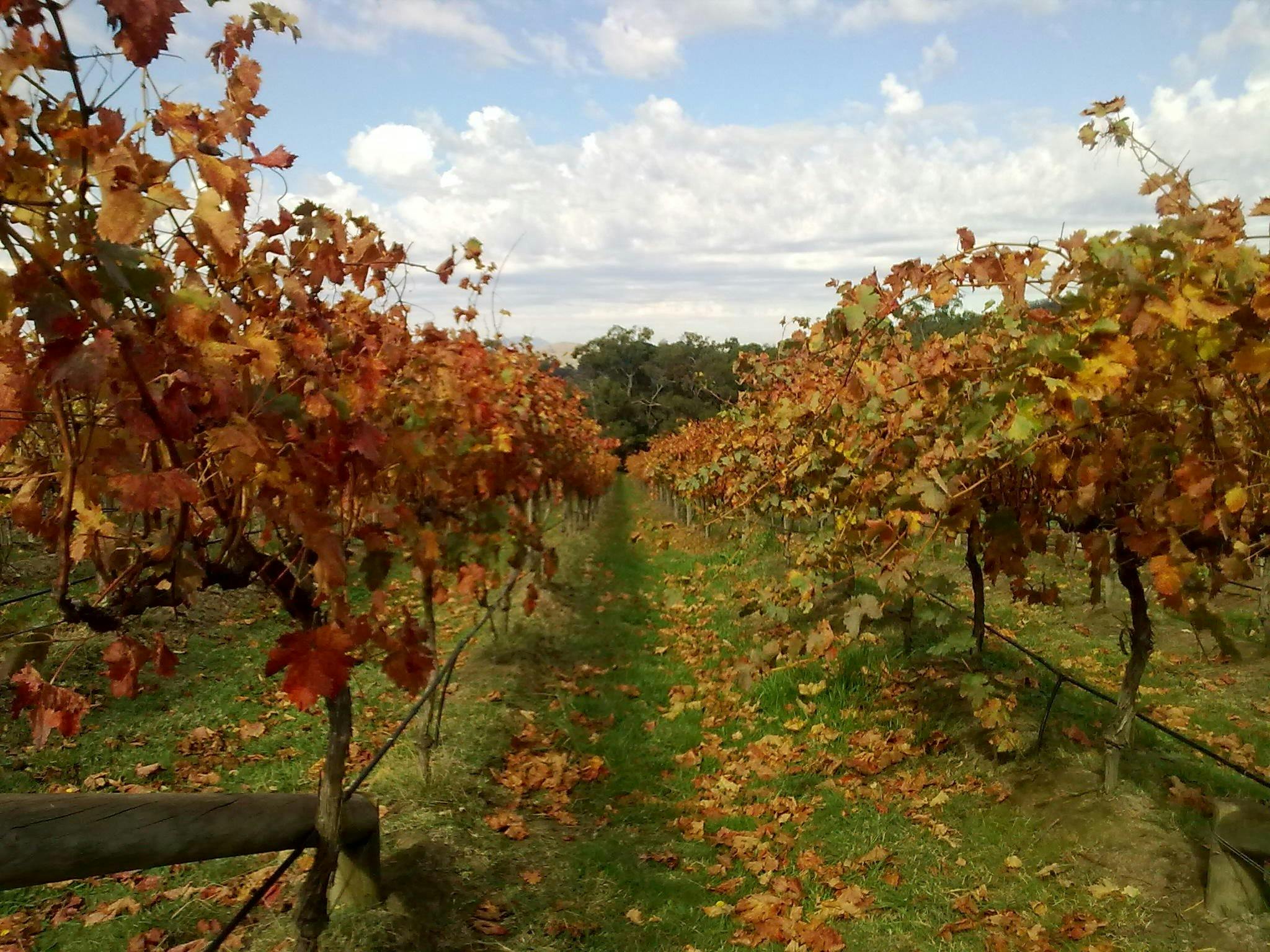 Sutherland Estate Tempranillo vines