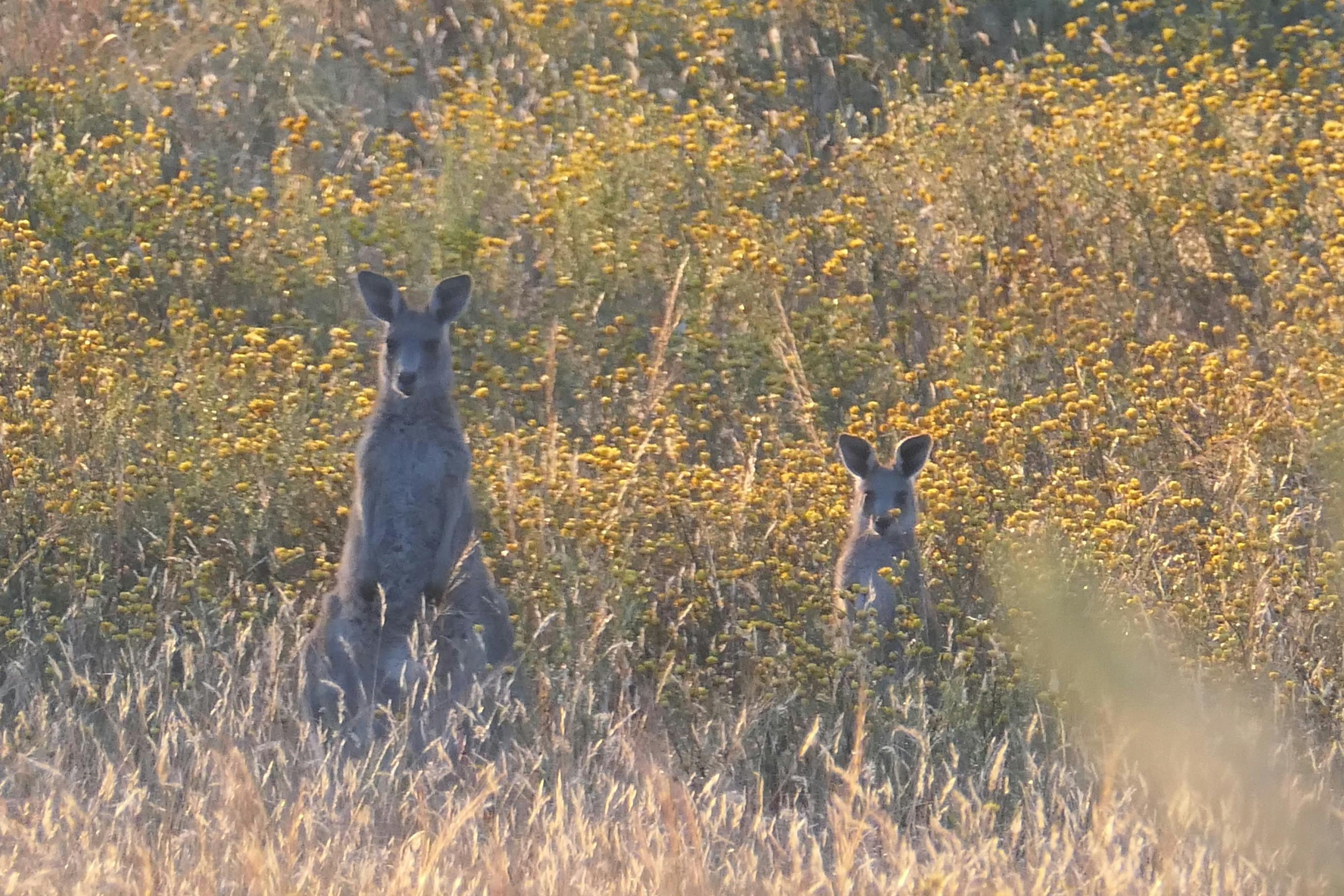 Great wildlife all year round