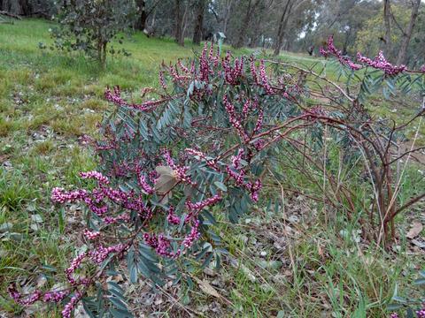 Stringybark Conservation Reserve
