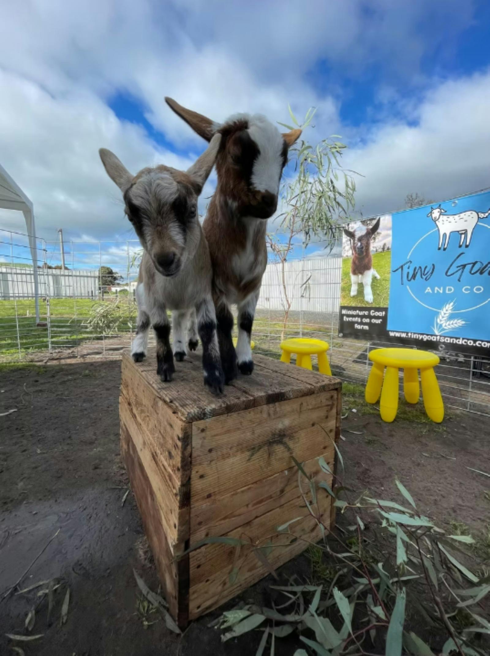 Two little goats standing on a hay bale and looking at the camera