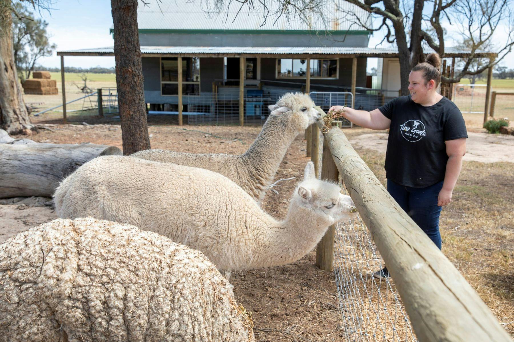 person reaching over a fence to feed a herd of alpacas