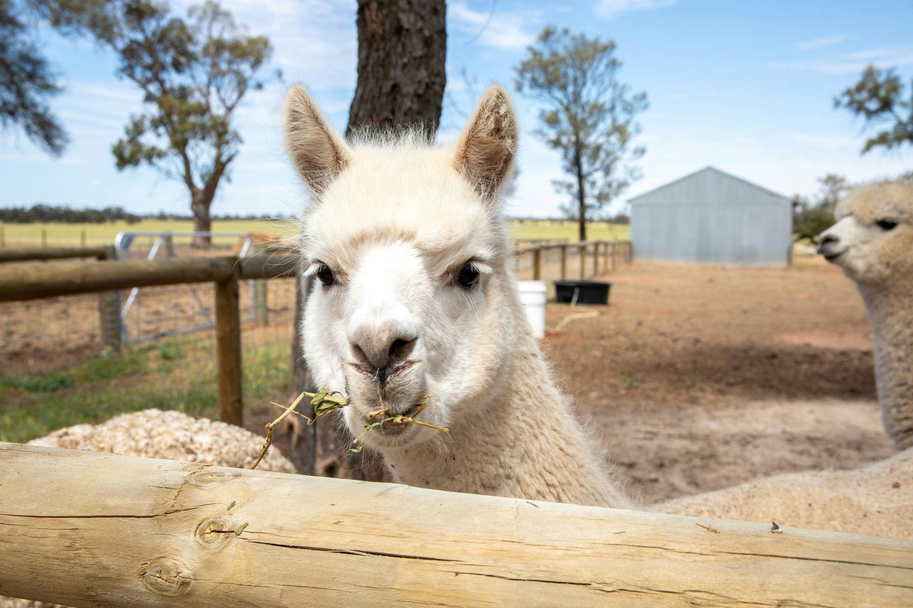 A close up of an alpaca looking at the camera