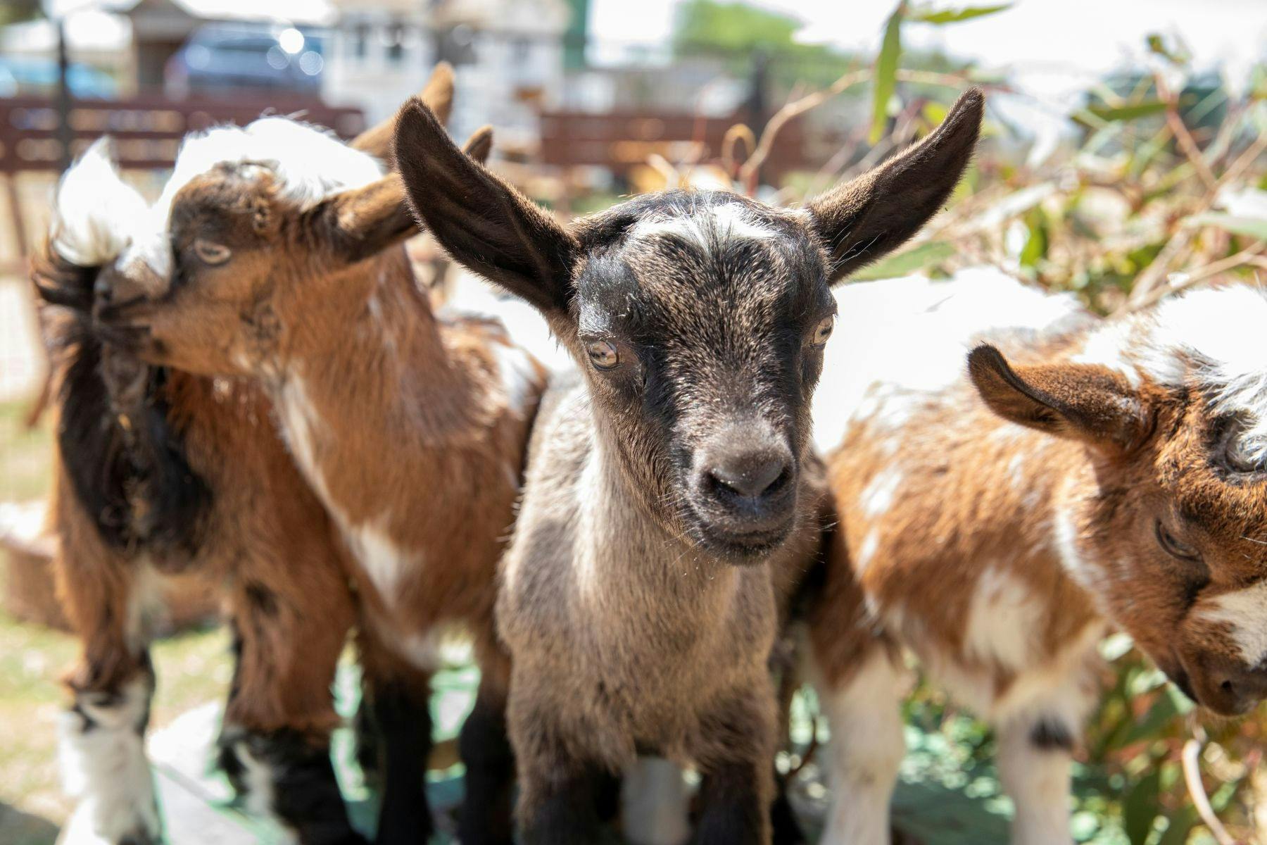 A herd of tiny goats and one looking straight at the camera