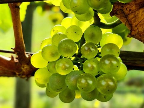 Tallarida Winery and Vineyard