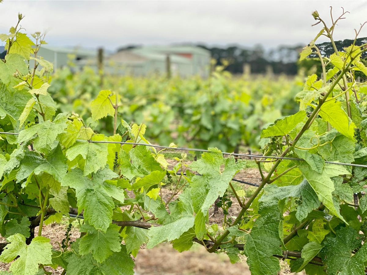 Cellar Door and Winery Through The Vines