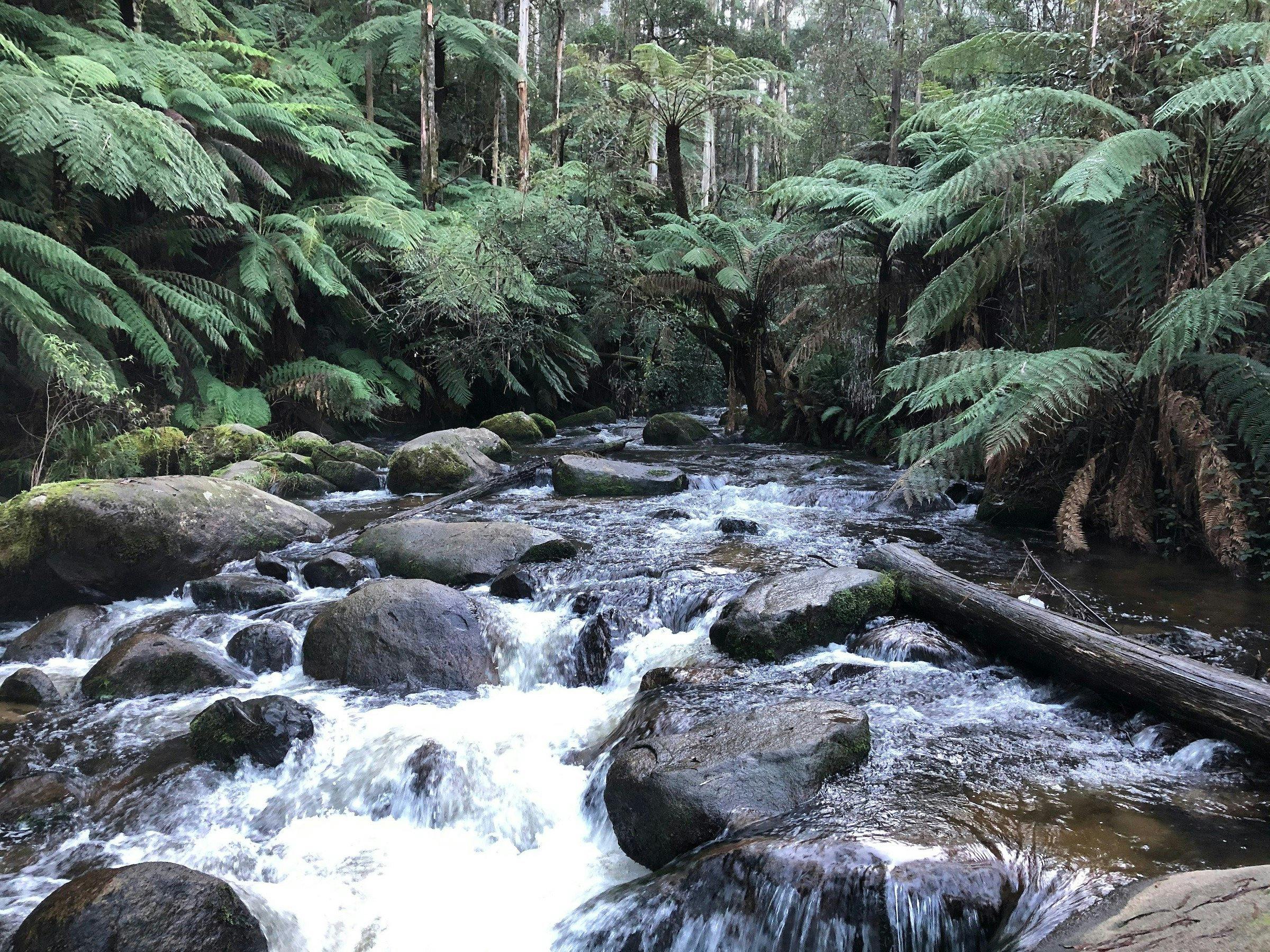 Toorongo River
