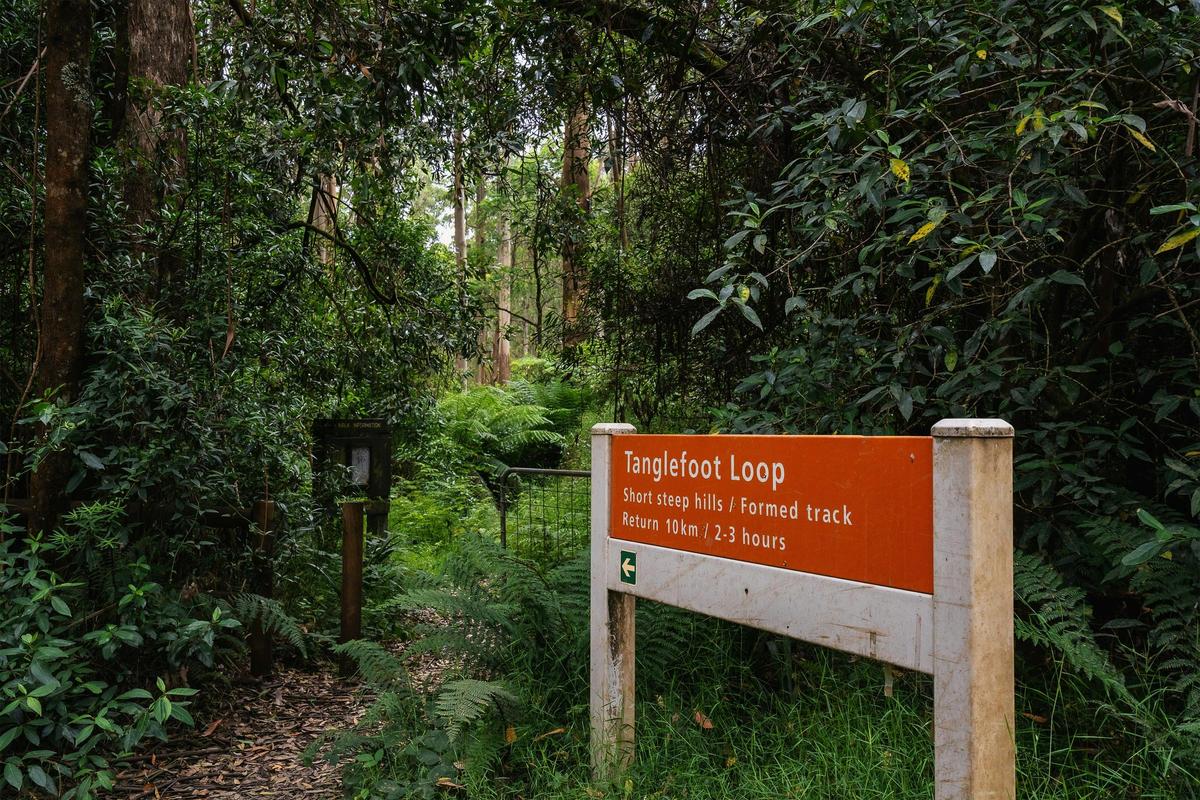 Tanglefoot Loop