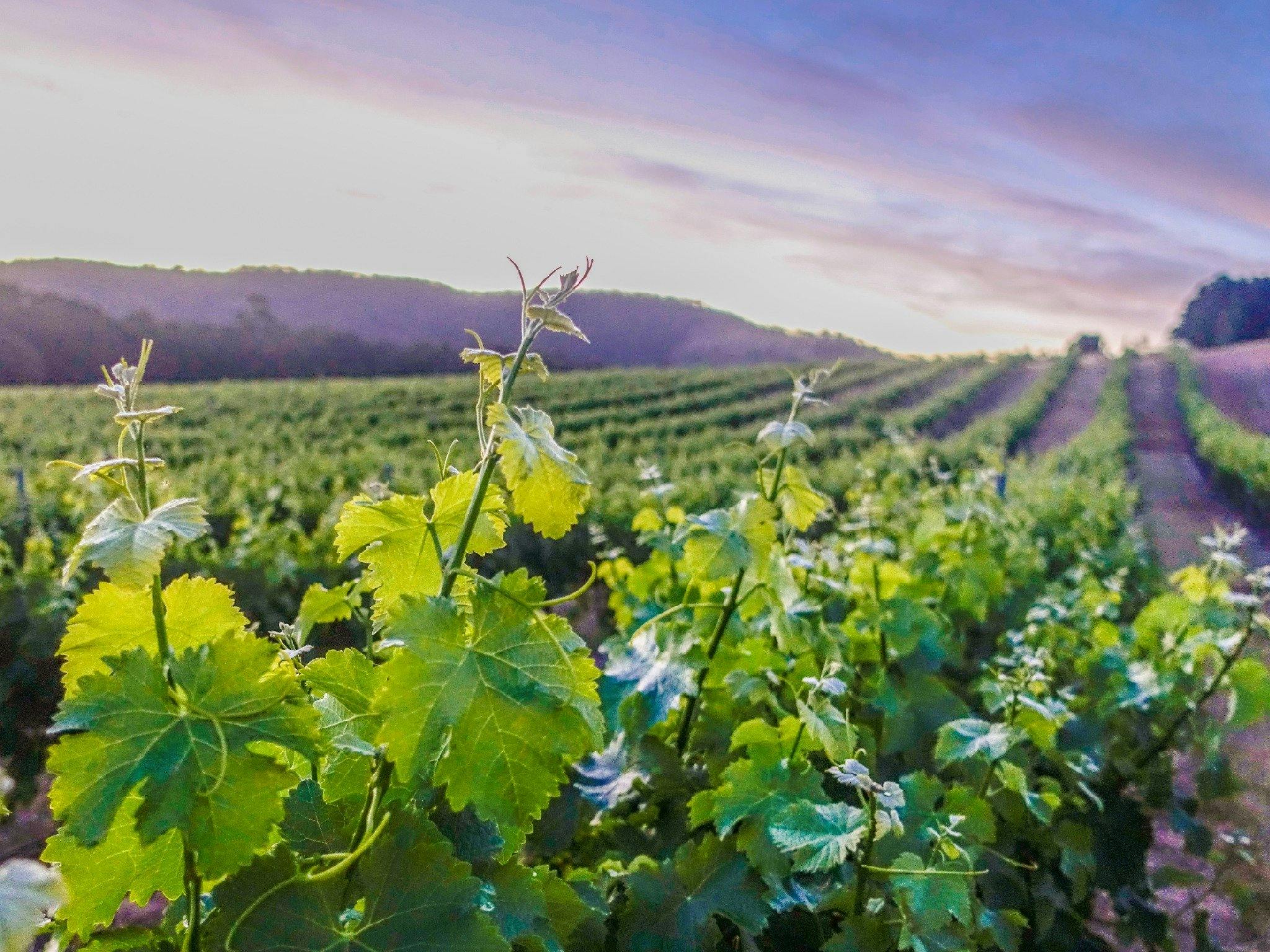 Taltarni Vineyard Sunset