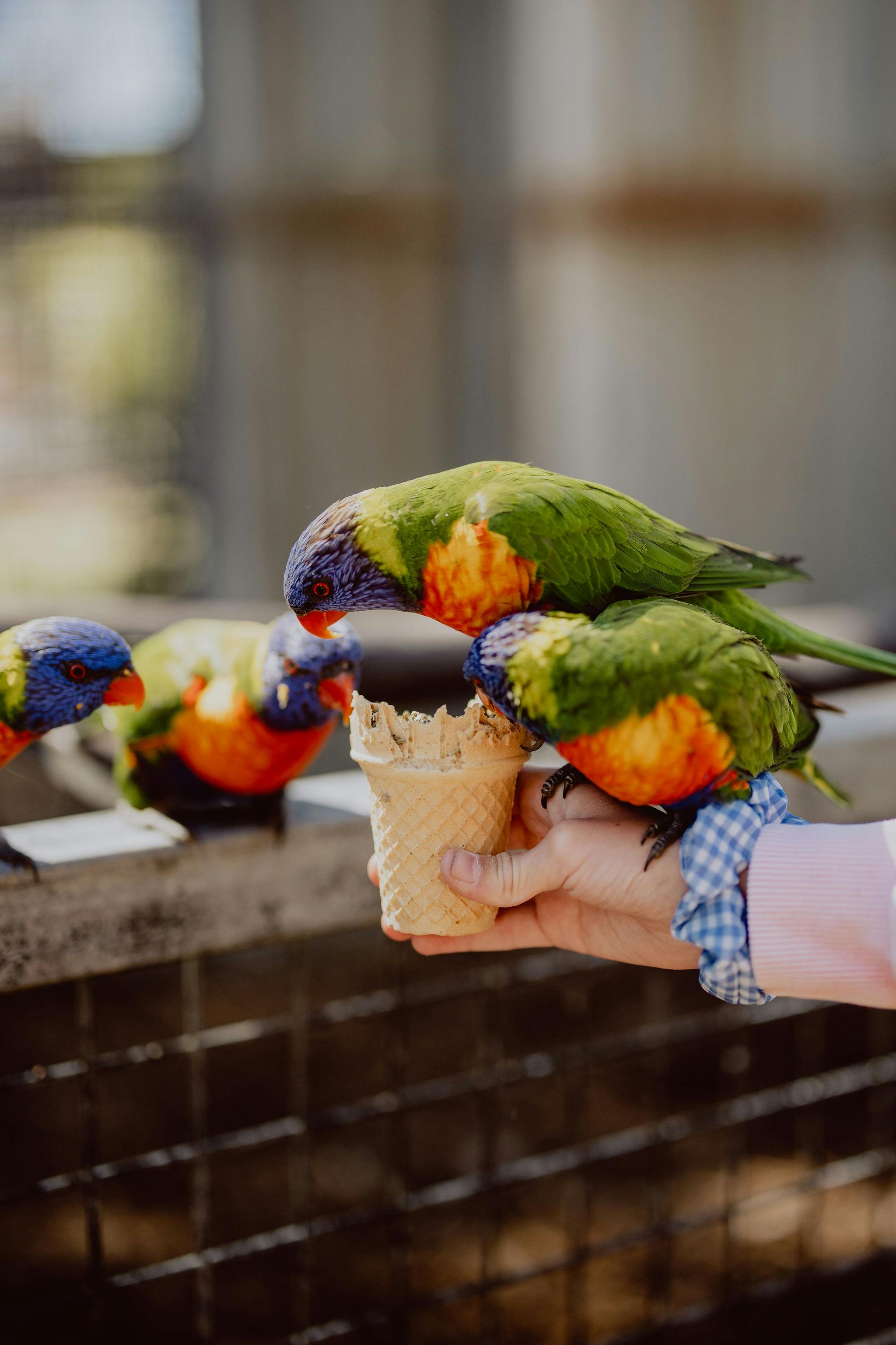 hand feeding Birds