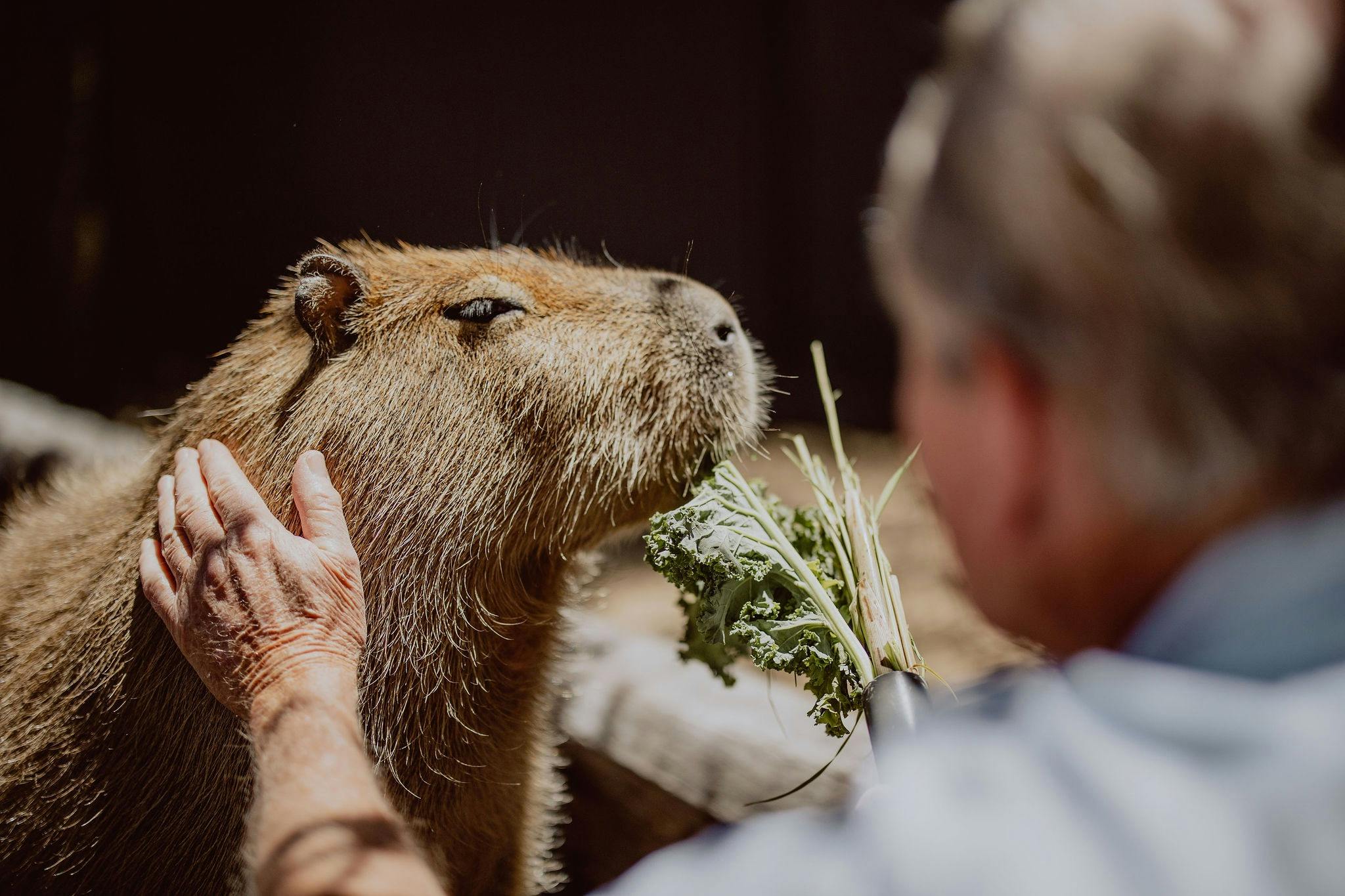 Hands on with our Capybaras