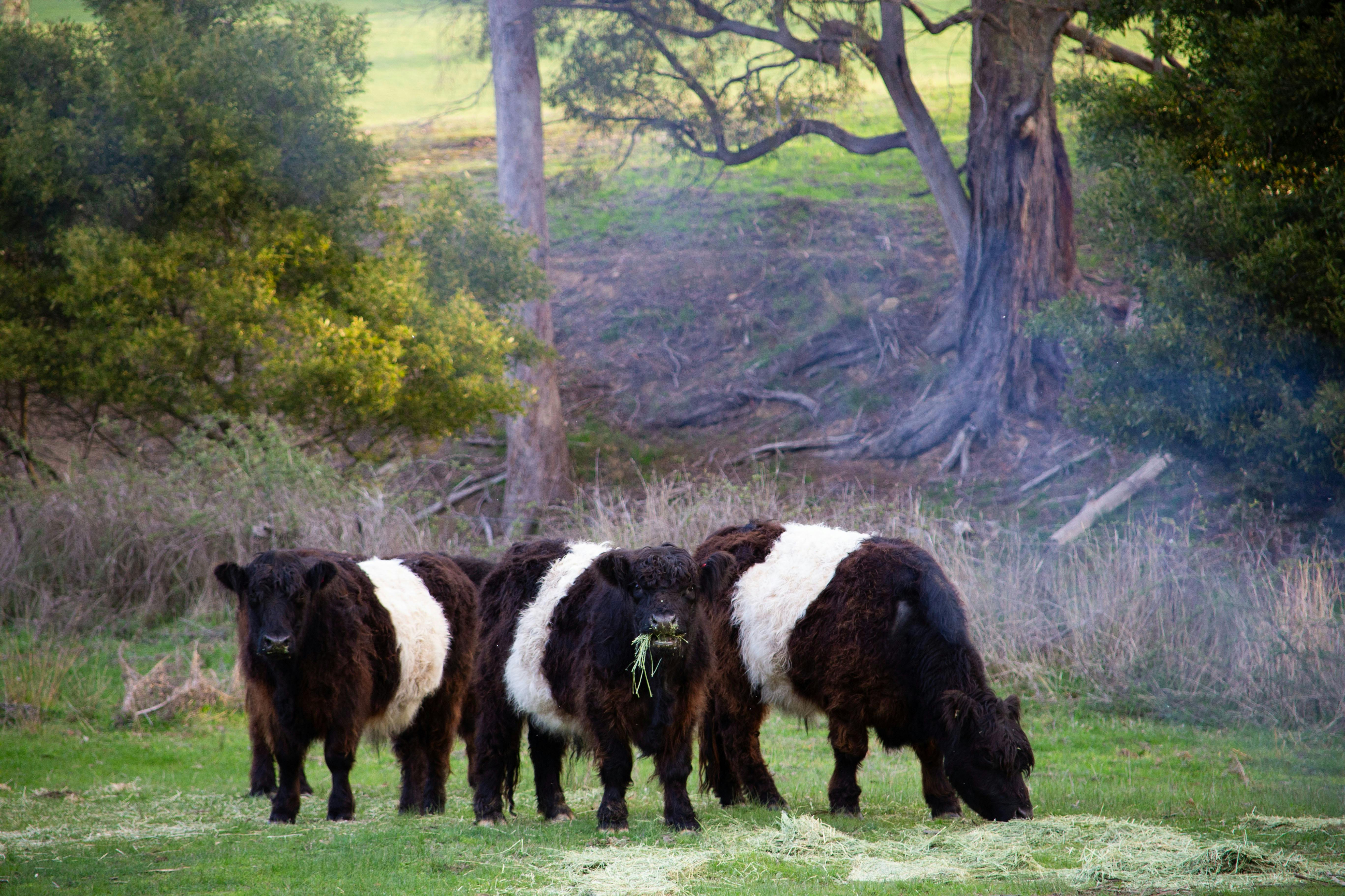 Valley Parks resident Miniature Belted Gallaway Cows