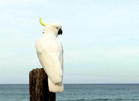 Great Ocean Road Cockatoo