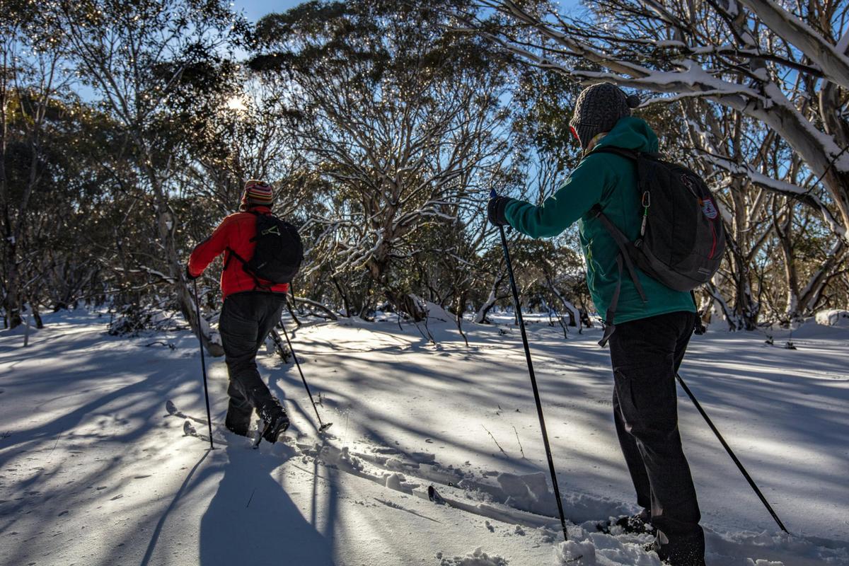 Dinner Plain in the woods